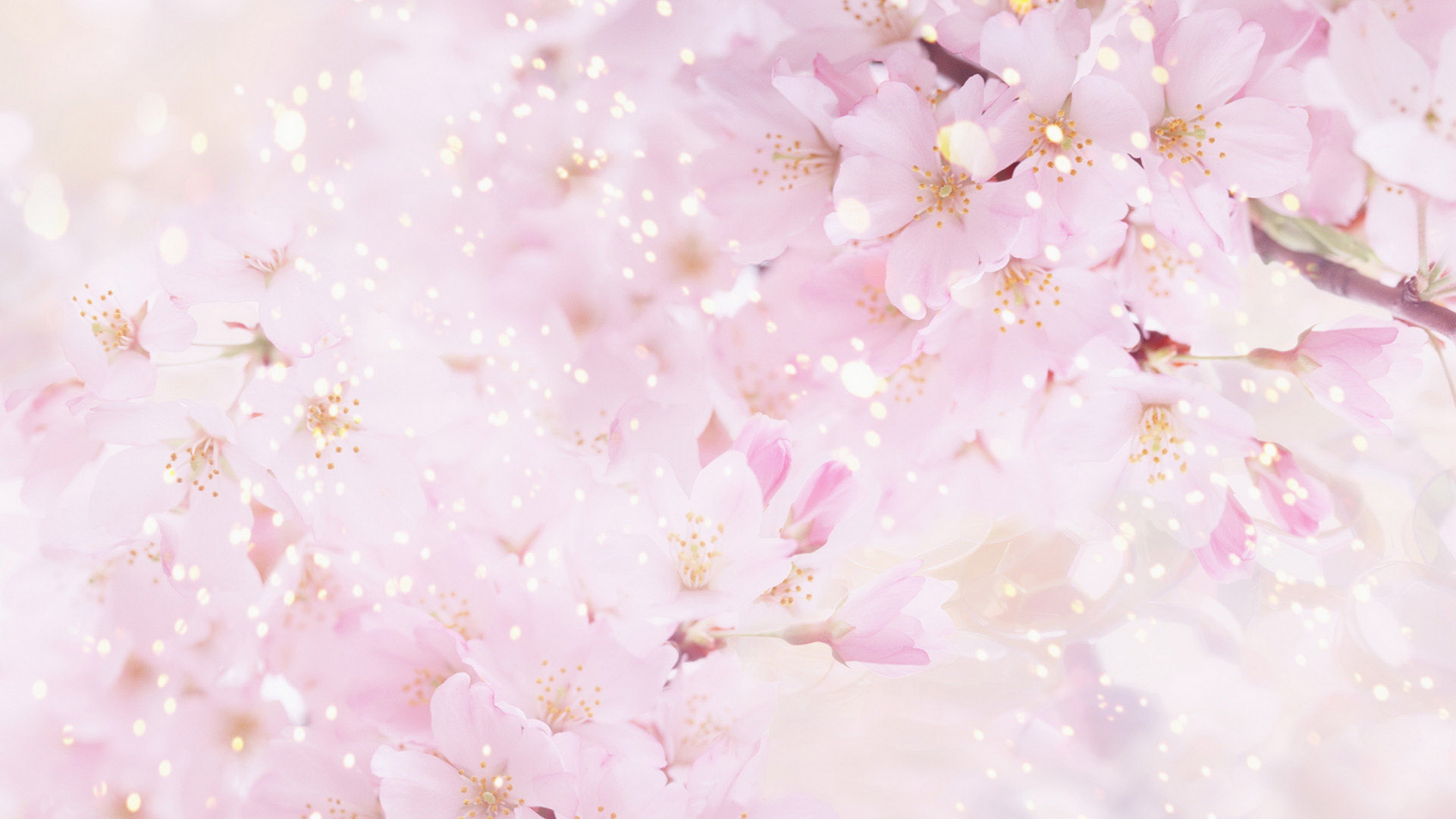 Fleurs de Cerisier Blanches et Roses. Wallpaper in 1920x1080 Resolution