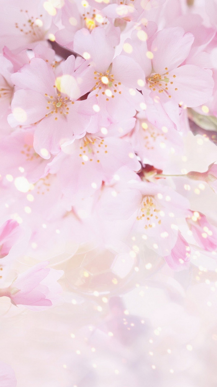 Fleurs de Cerisier Blanches et Roses. Wallpaper in 720x1280 Resolution