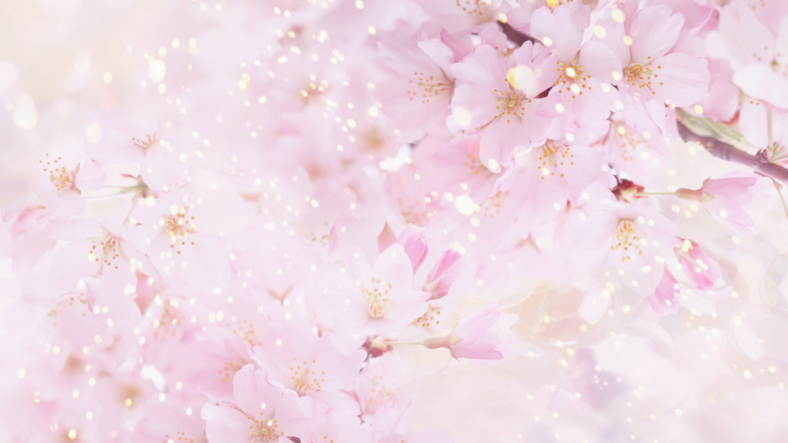 Weiße Und Rosa Kirschblüte. Wallpaper in 2560x1440 Resolution