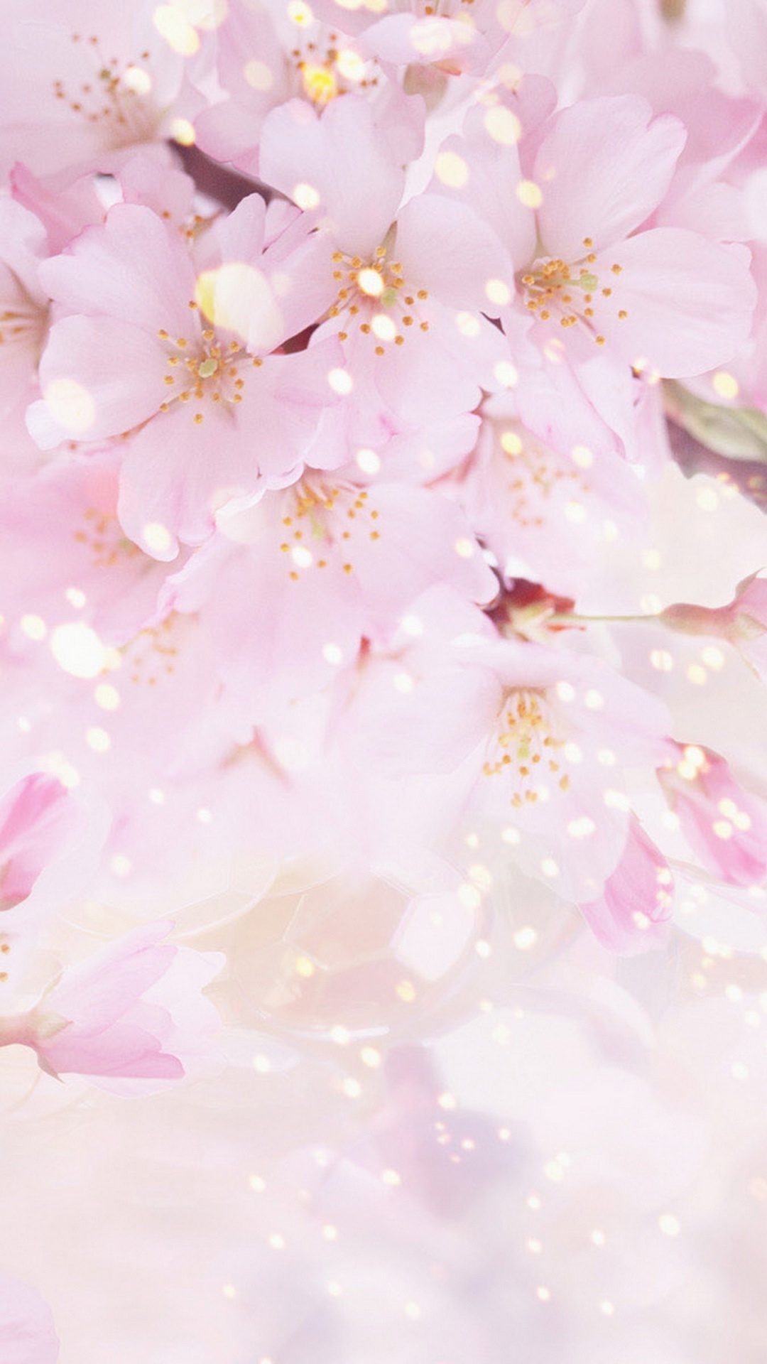 Flor de Cerezo Blanca y Rosa. Wallpaper in 1080x1920 Resolution