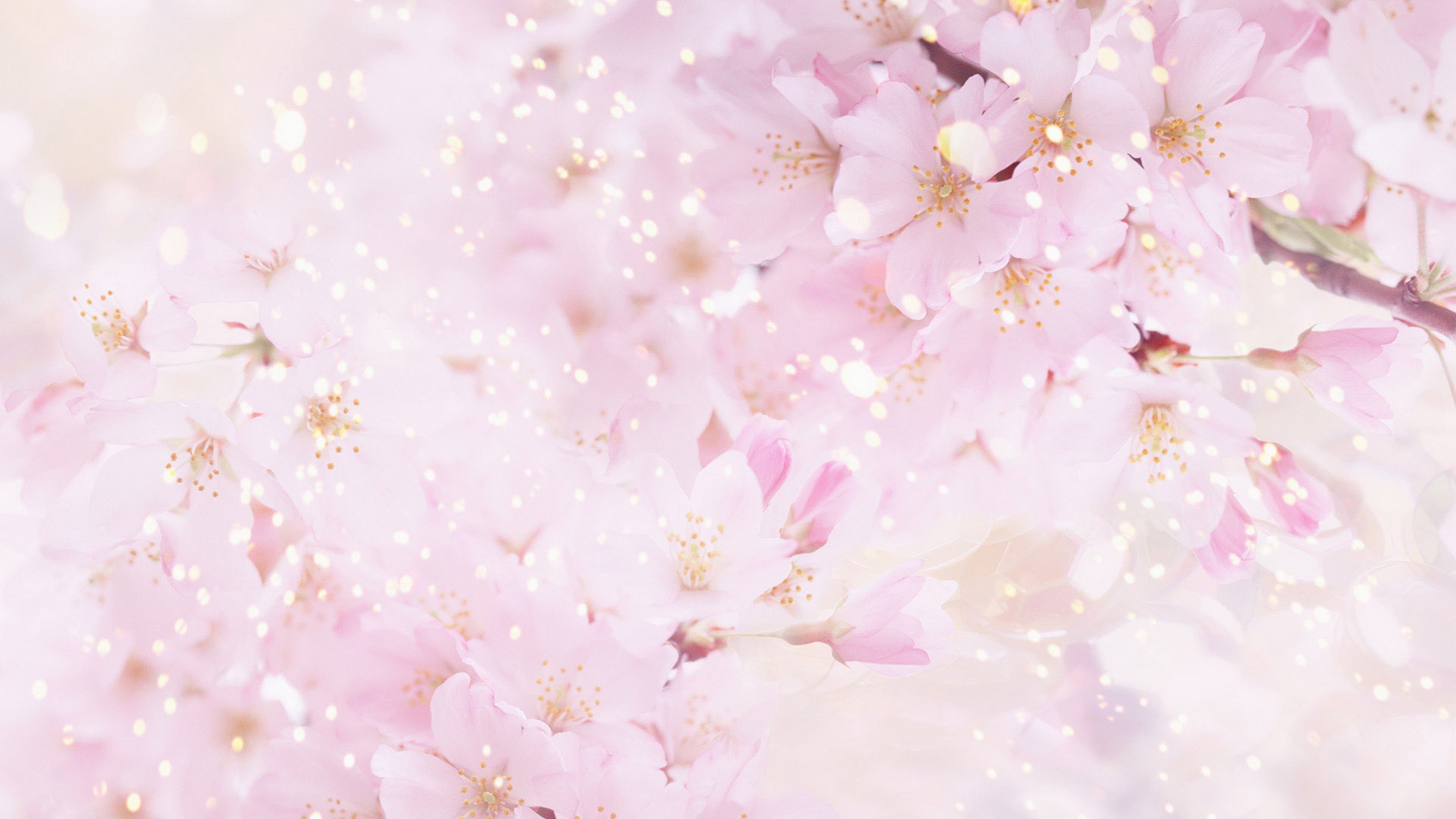 Flor de Cerezo Blanca y Rosa. Wallpaper in 3840x2160 Resolution