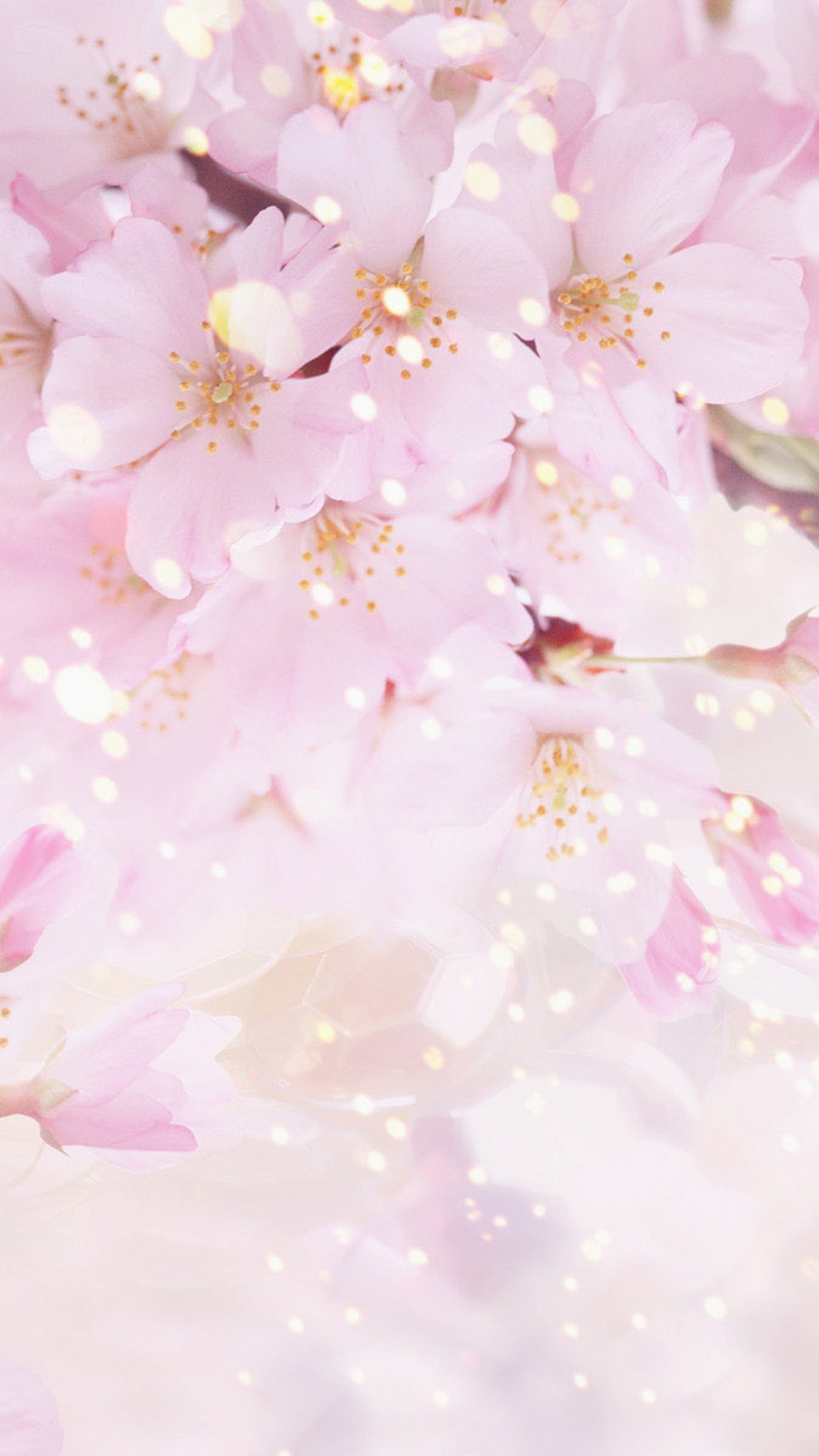 Flor de Cerezo Blanca y Rosa. Wallpaper in 750x1334 Resolution