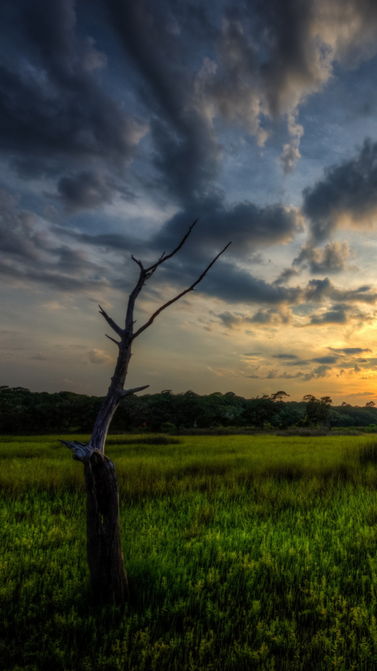 Green Grass Field Under Cloudy Sky During Daytime. Wallpaper in 750x1334 Resolution