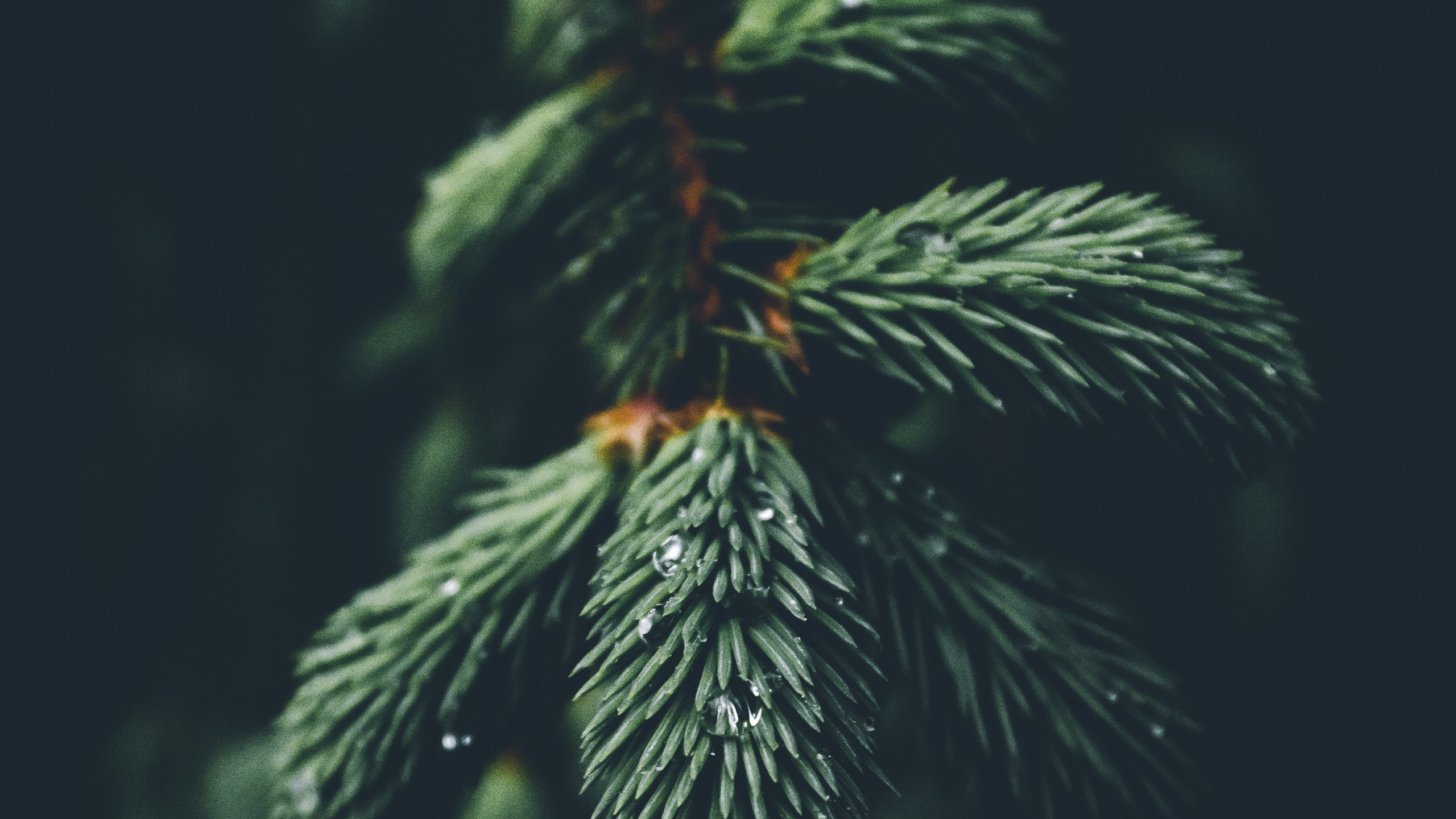 Colombien de L'épinette, Pin D'oregon, Épicéa de Sitka, Arbre de Noël, Feuille. Wallpaper in 2560x1440 Resolution