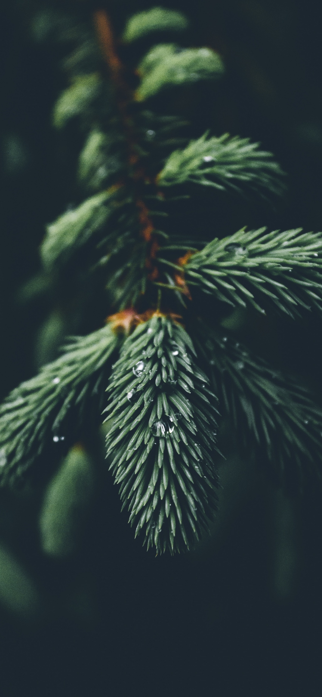 Columbian Spruce, Oregon Pine, Tree, Sitka Spruce, Christmas Tree. Wallpaper in 1242x2688 Resolution