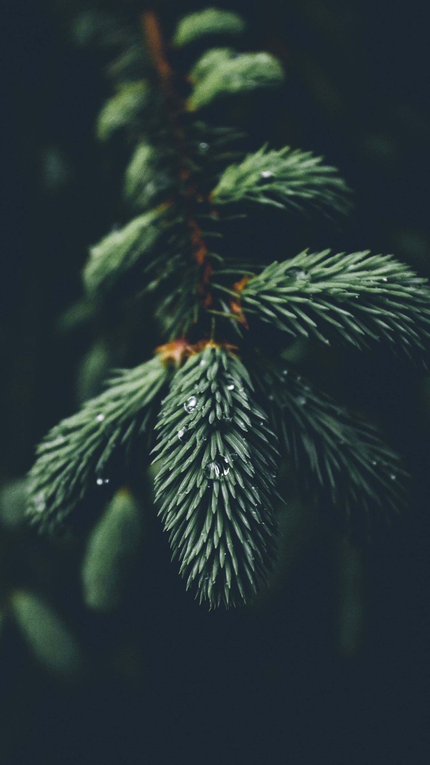 Columbian Spruce, Oregon Pine, Tree, Sitka Spruce, Christmas Tree. Wallpaper in 1440x2560 Resolution