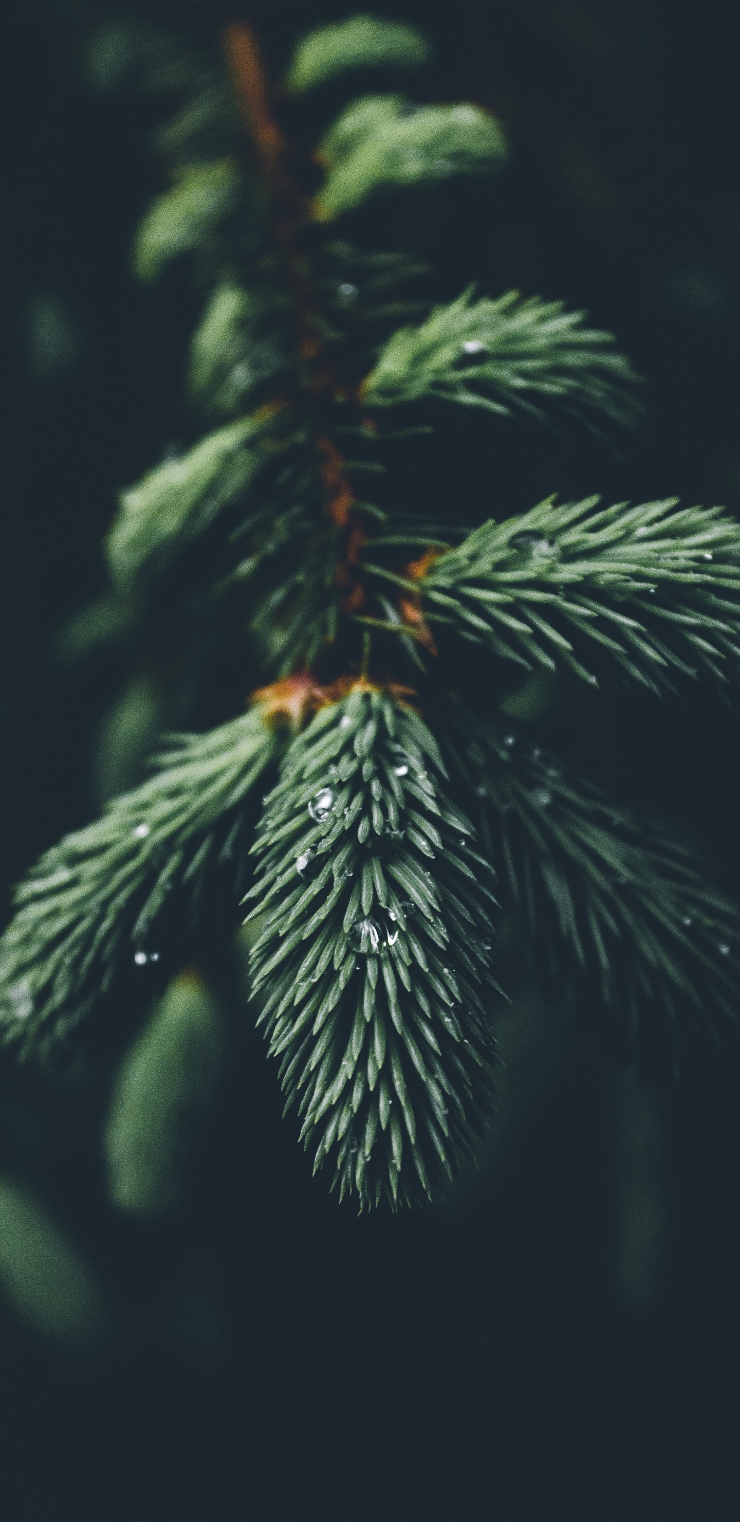 Columbian Spruce, Oregon Pine, Tree, Sitka Spruce, Christmas Tree. Wallpaper in 1440x2960 Resolution