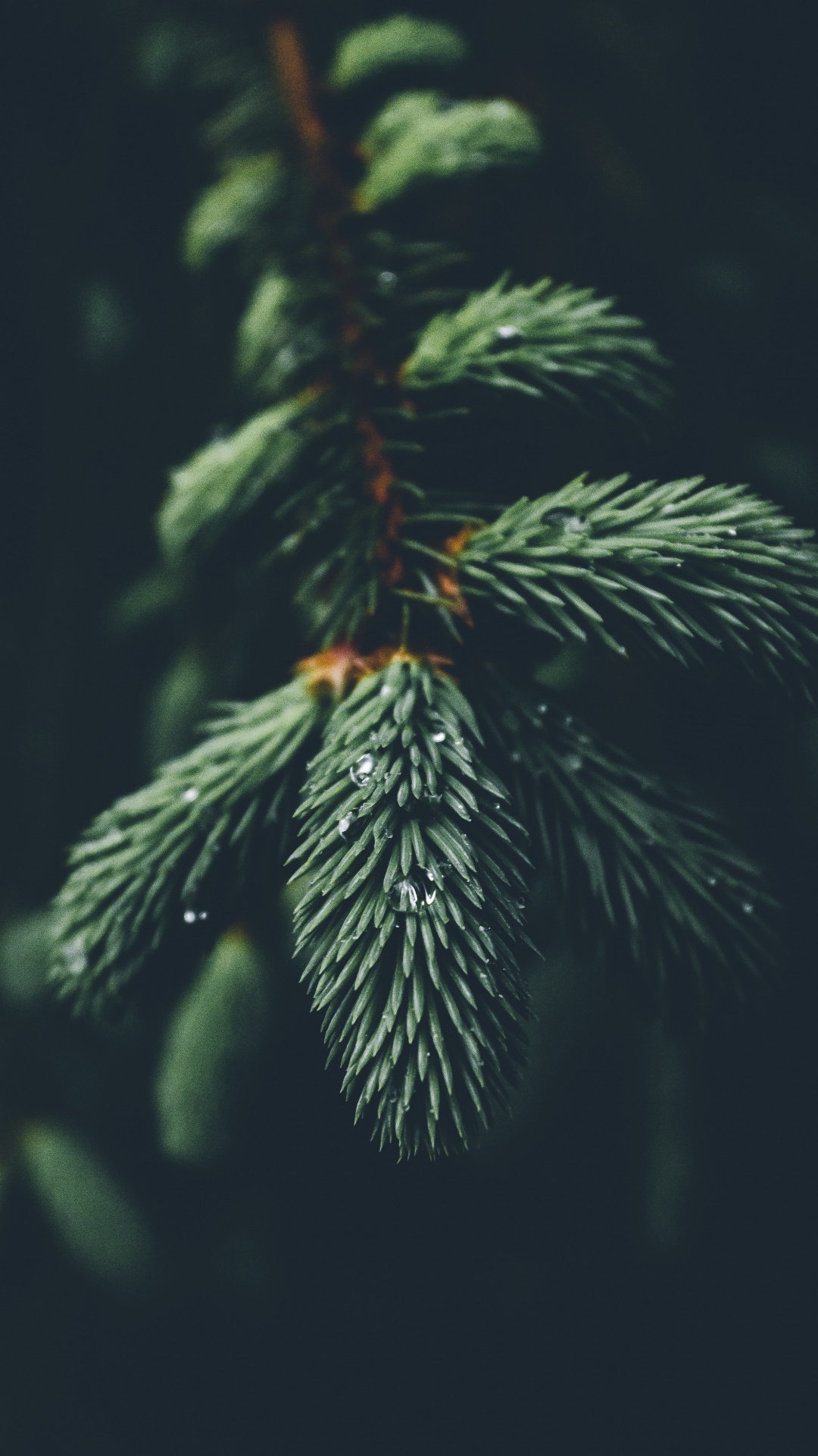 Columbian Fichte, Oregon Pine, Baum, Sitka-Fichte, Weihnachtsbaum. Wallpaper in 1080x1920 Resolution