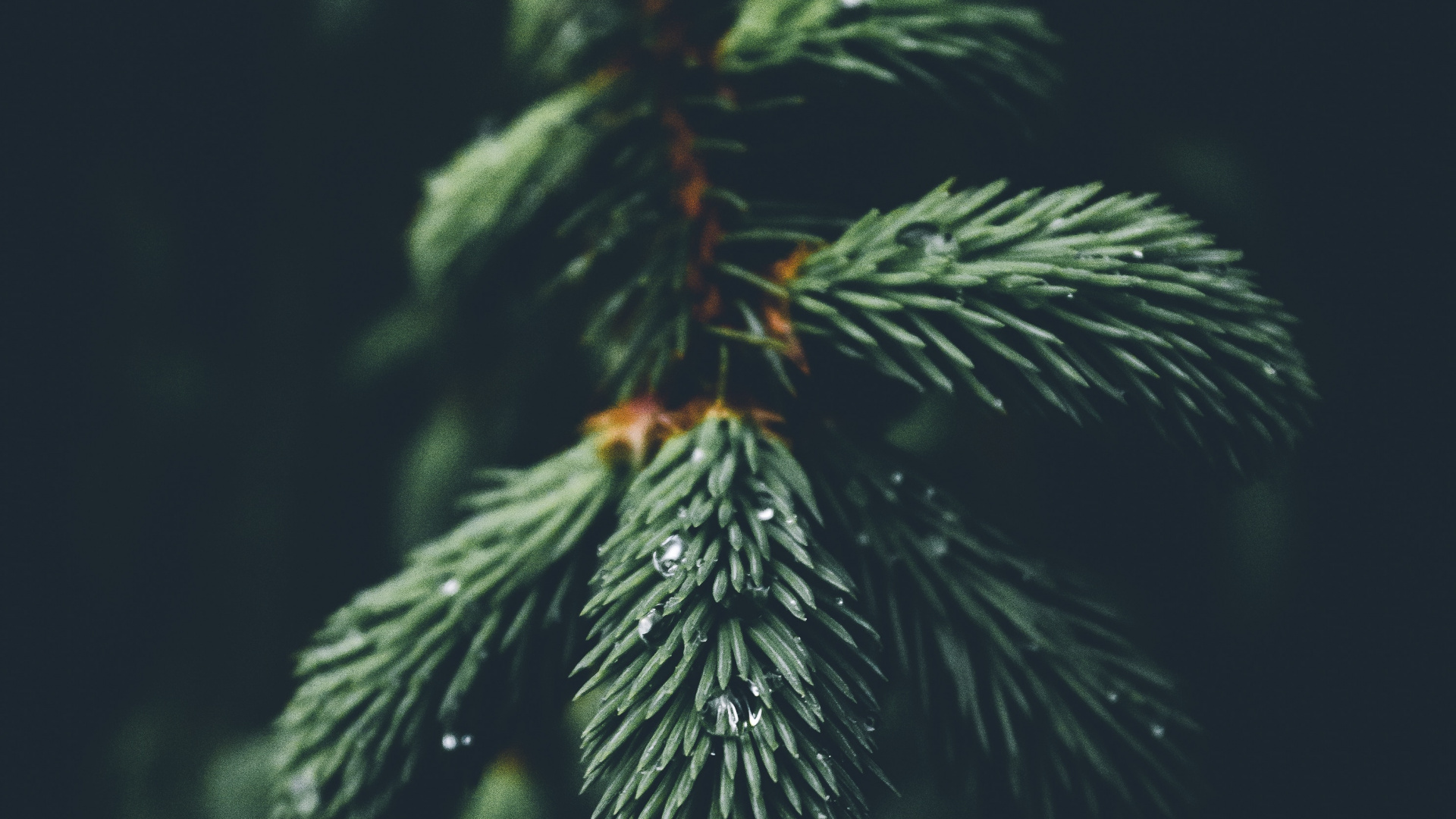 Columbian Fichte, Oregon Pine, Baum, Sitka-Fichte, Weihnachtsbaum. Wallpaper in 1920x1080 Resolution