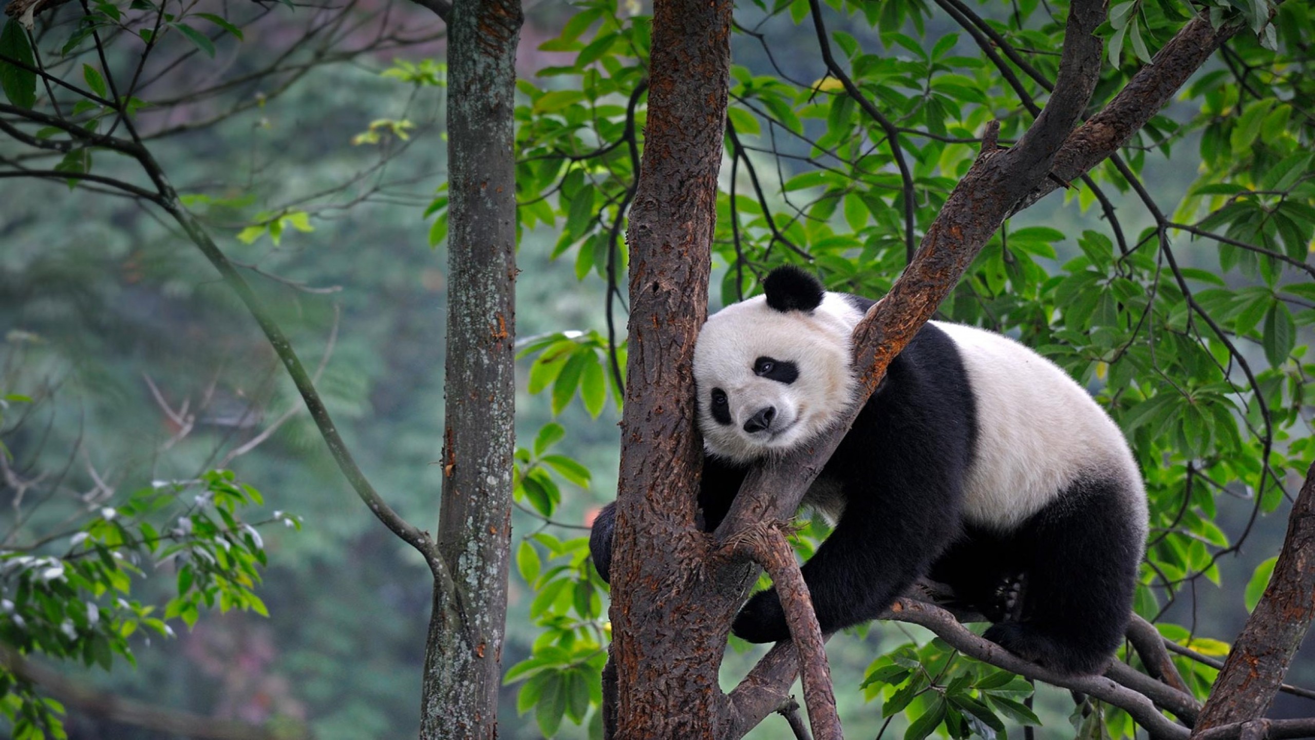 Panda on Tree Branch During Daytime. Wallpaper in 2560x1440 Resolution