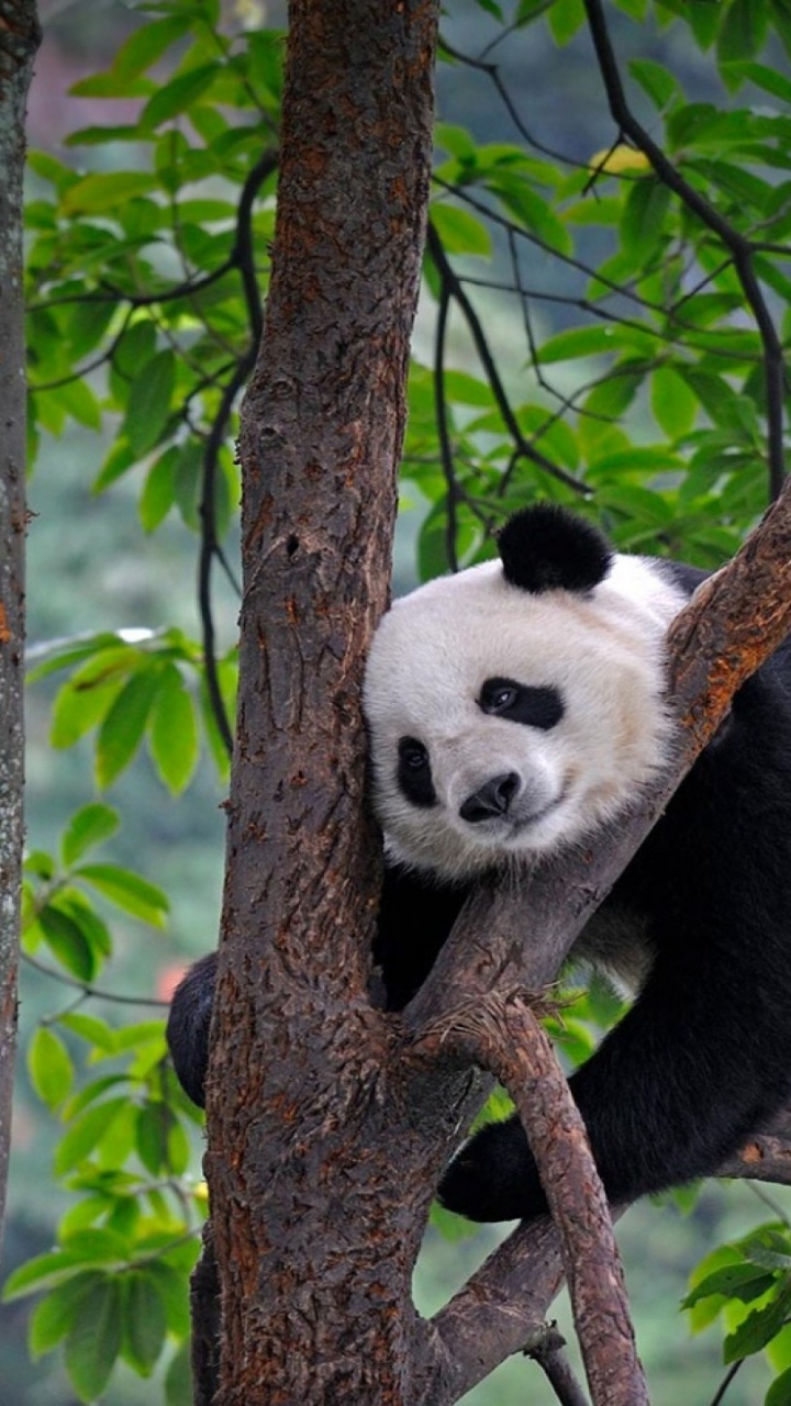 Panda on Tree Branch During Daytime. Wallpaper in 720x1280 Resolution