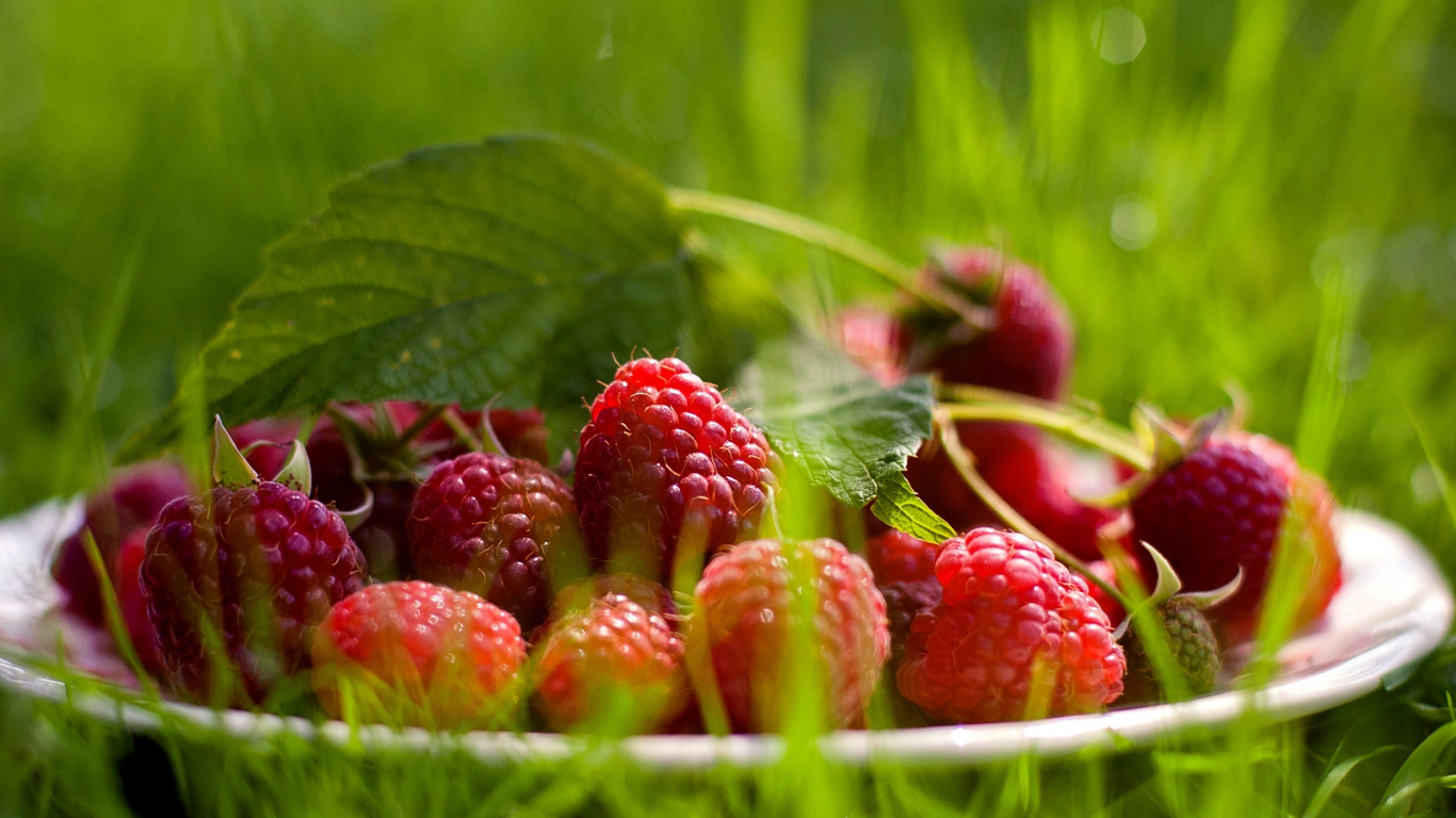 Red Strawberries on Green Grass During Daytime. Wallpaper in 1366x768 Resolution