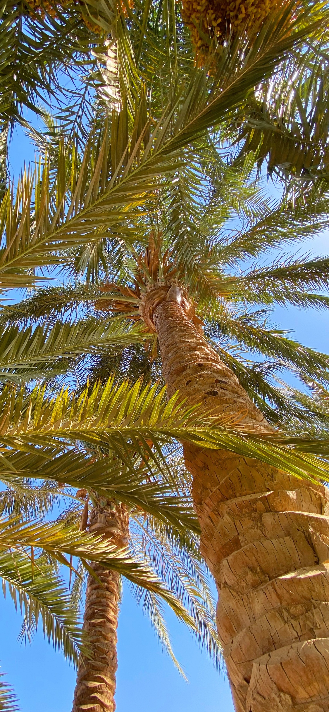 Vegetation, Biome, Babassu, Plants, Coconut. Wallpaper in 1125x2436 Resolution