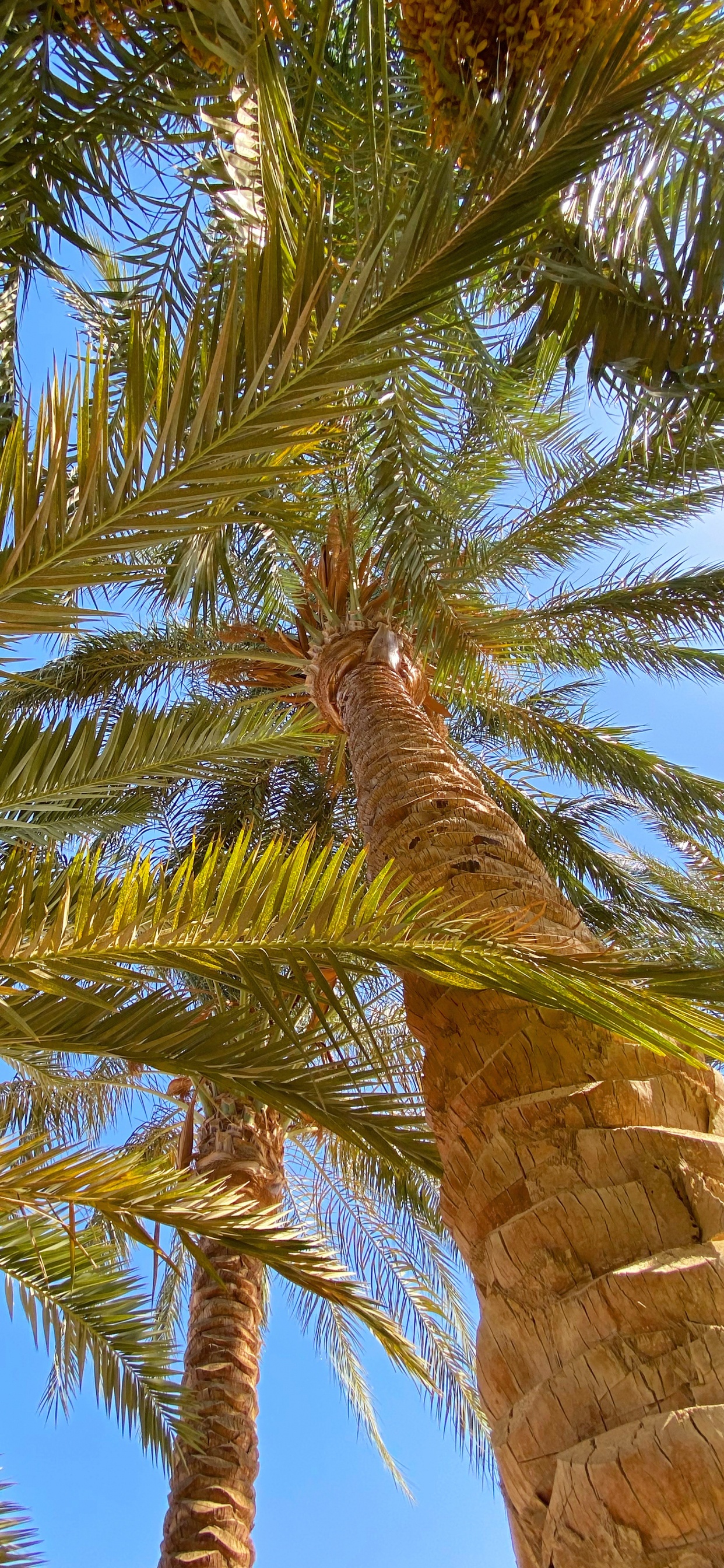 Vegetation, Biome, Babassu, Plants, Coconut. Wallpaper in 1242x2688 Resolution