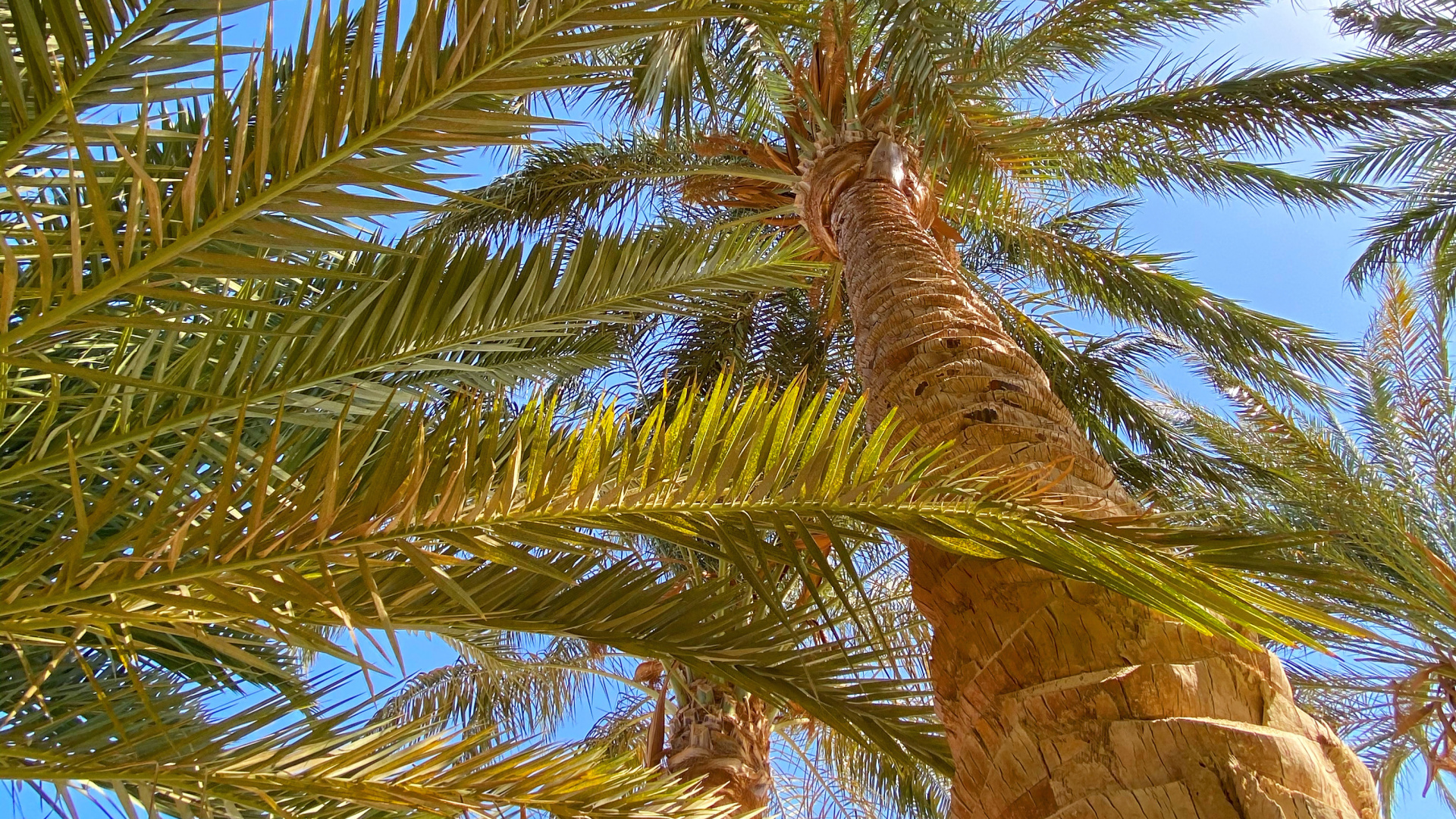 Vegetation, Biome, Babassu, Plants, Coconut. Wallpaper in 1920x1080 Resolution