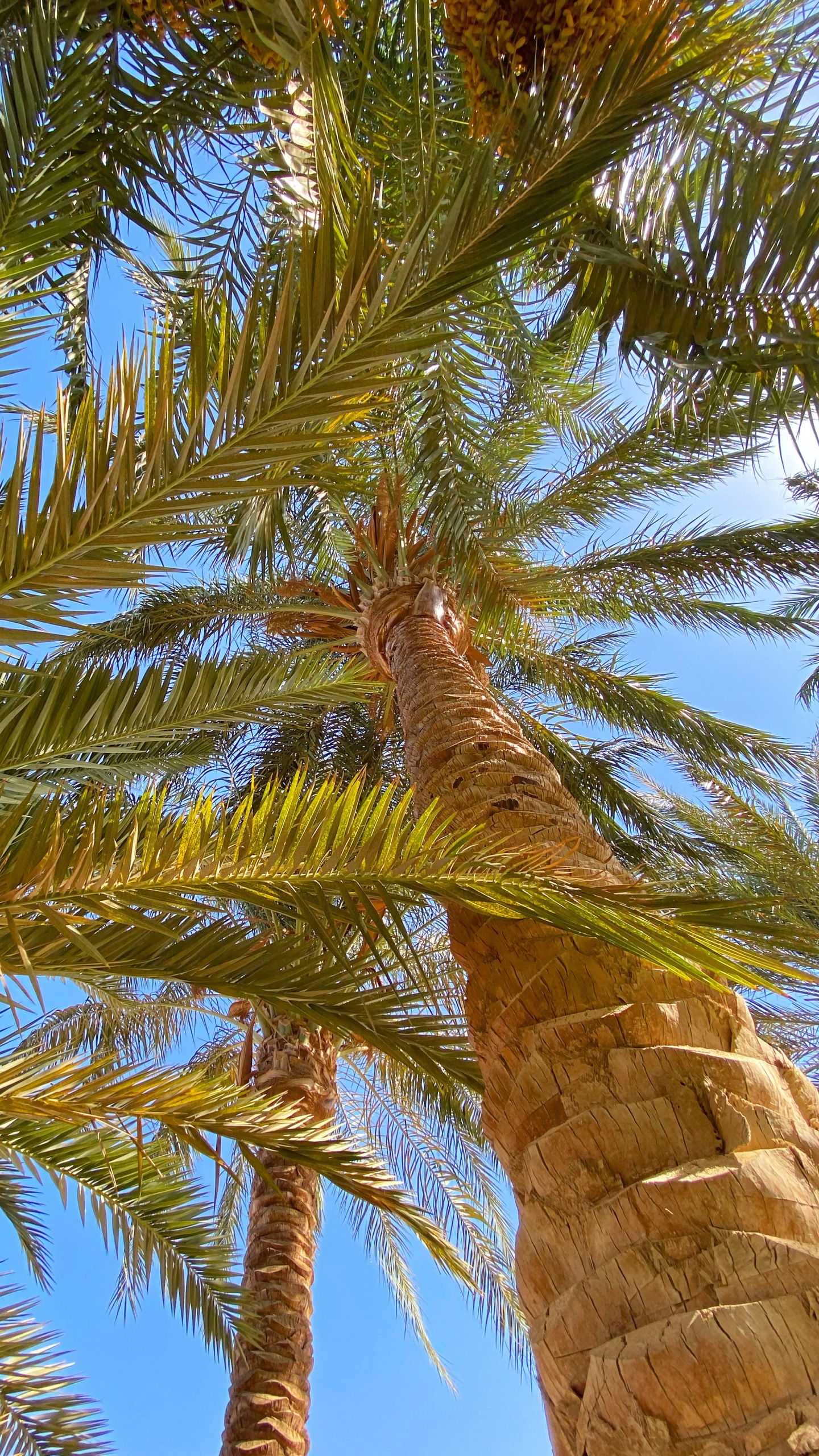 Végétation, Biome, De Babassu, Plante, Coco. Wallpaper in 1440x2560 Resolution