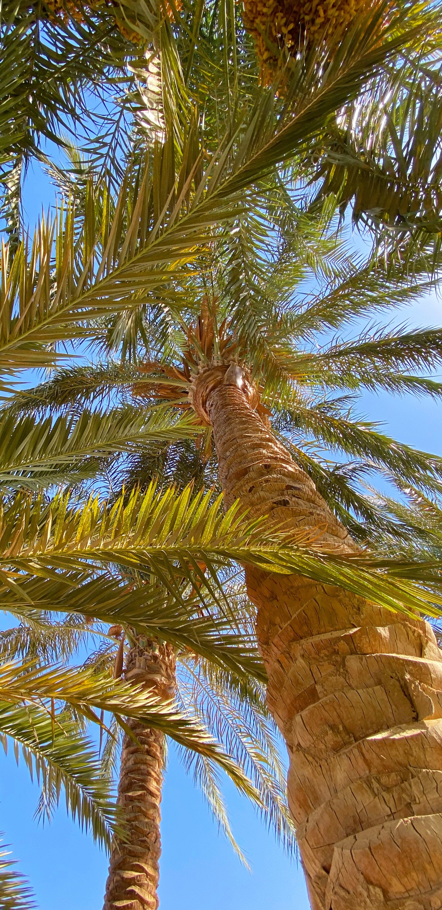 Végétation, Biome, De Babassu, Plante, Coco. Wallpaper in 1440x2960 Resolution