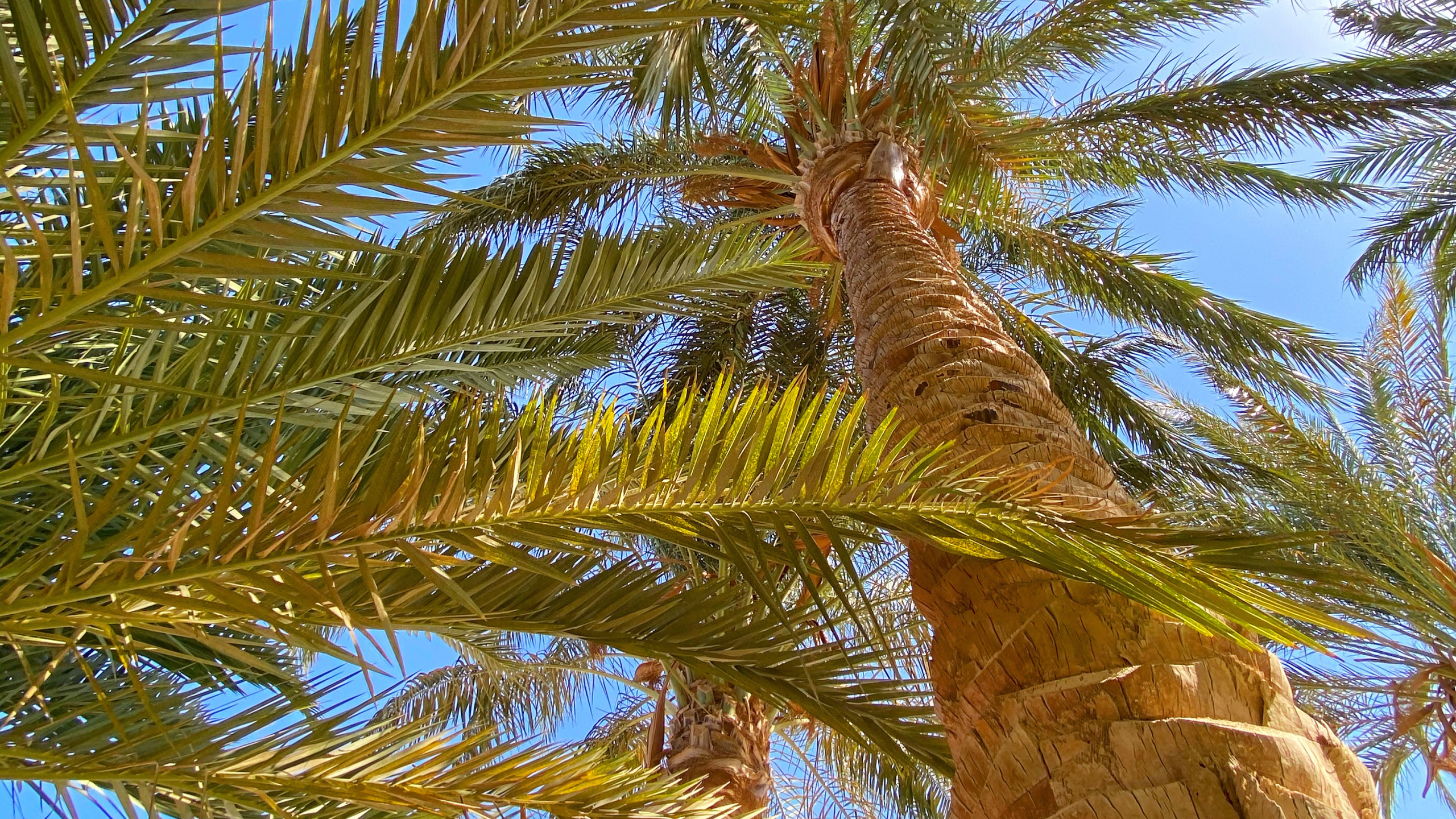 Végétation, Biome, De Babassu, Plante, Coco. Wallpaper in 2560x1440 Resolution