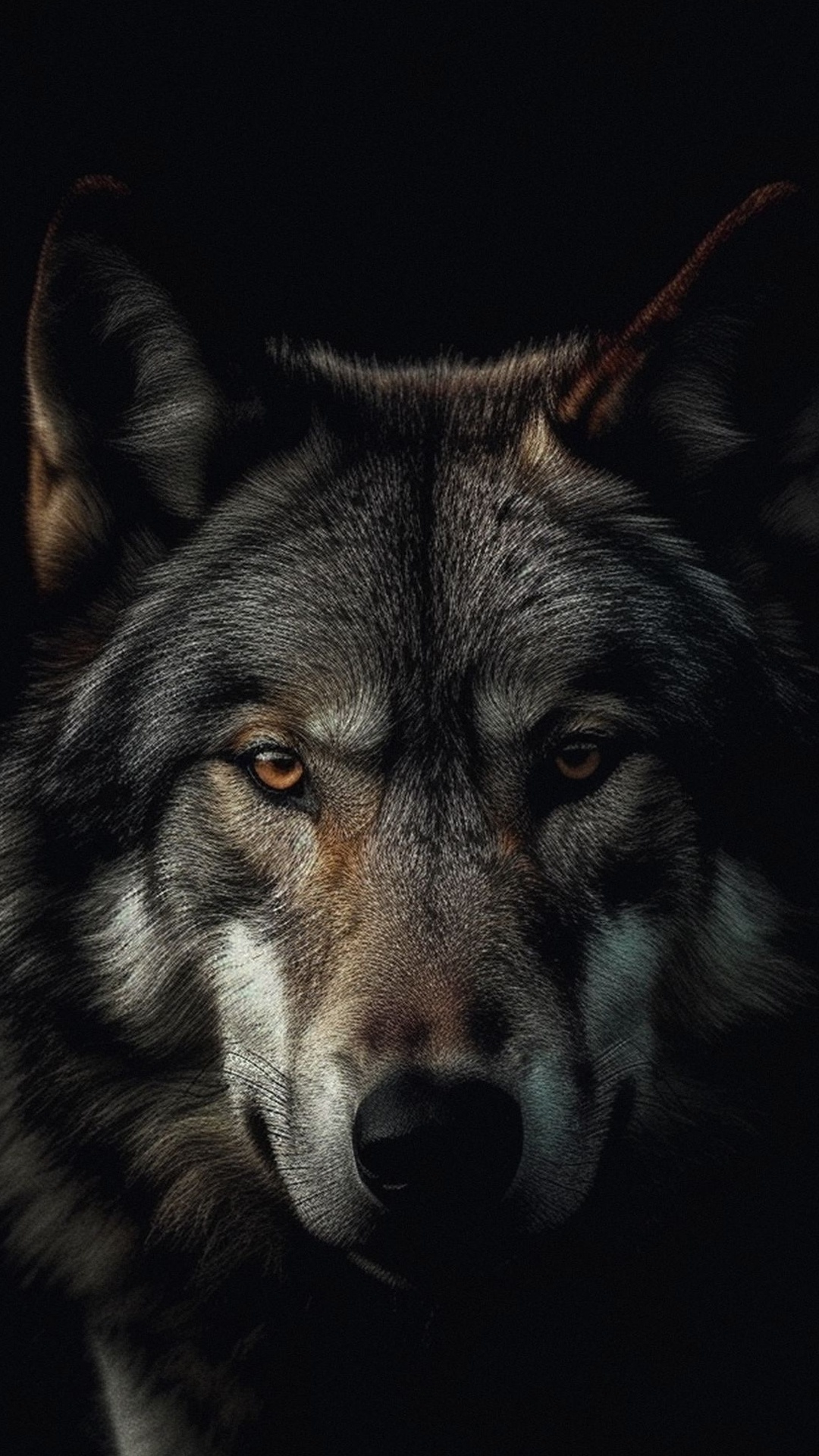 Wolf, Tschechoslowakische Wolfshund, Siberian Husky, Kanadischer Inuit-Hund, West Siberian Laika. Wallpaper in 1080x1920 Resolution