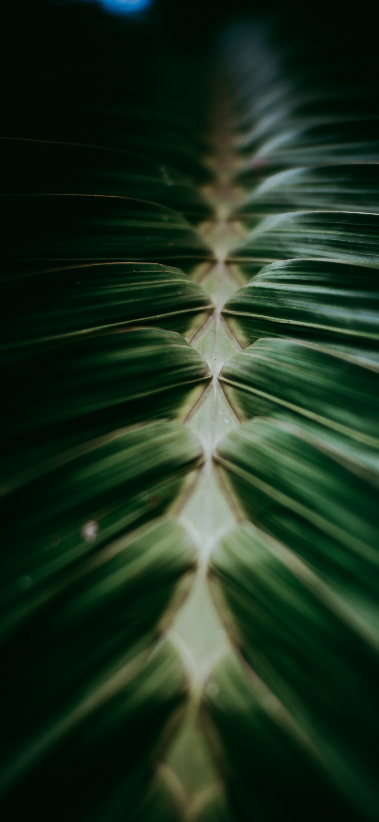 Pflanzen, Close Up, Terrestrische Pflanzen, Fabrik, Design. Wallpaper in 1242x2688 Resolution