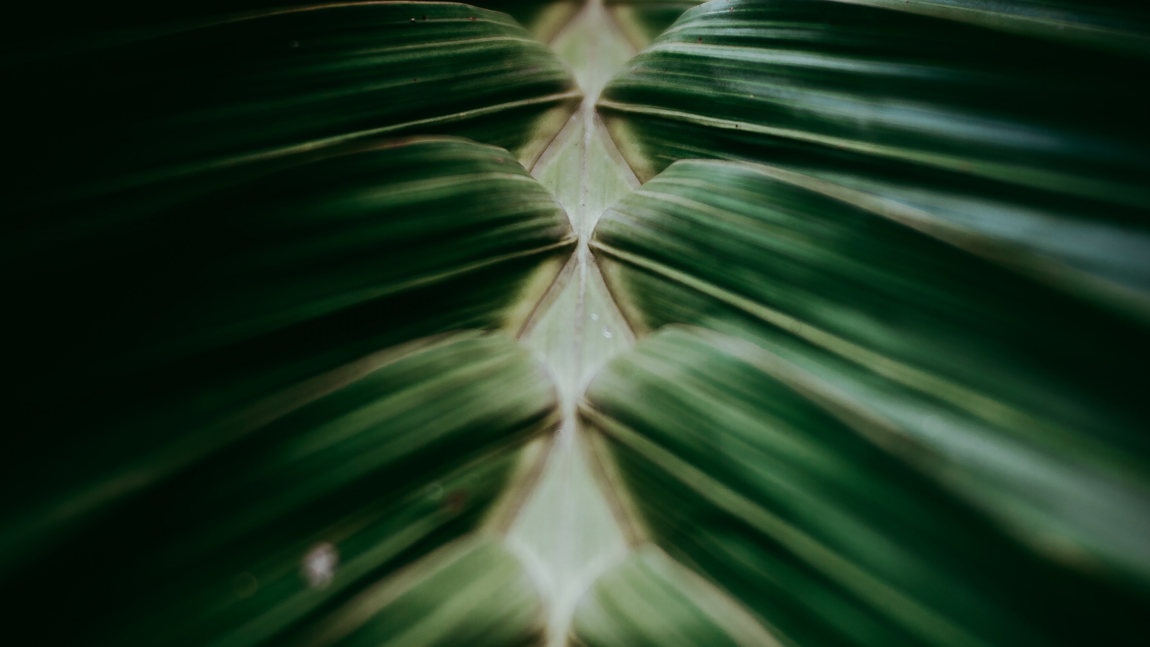 Planta, de Cerca, Planta Terrestre, Fábrica, Diseño. Wallpaper in 3840x2160 Resolution