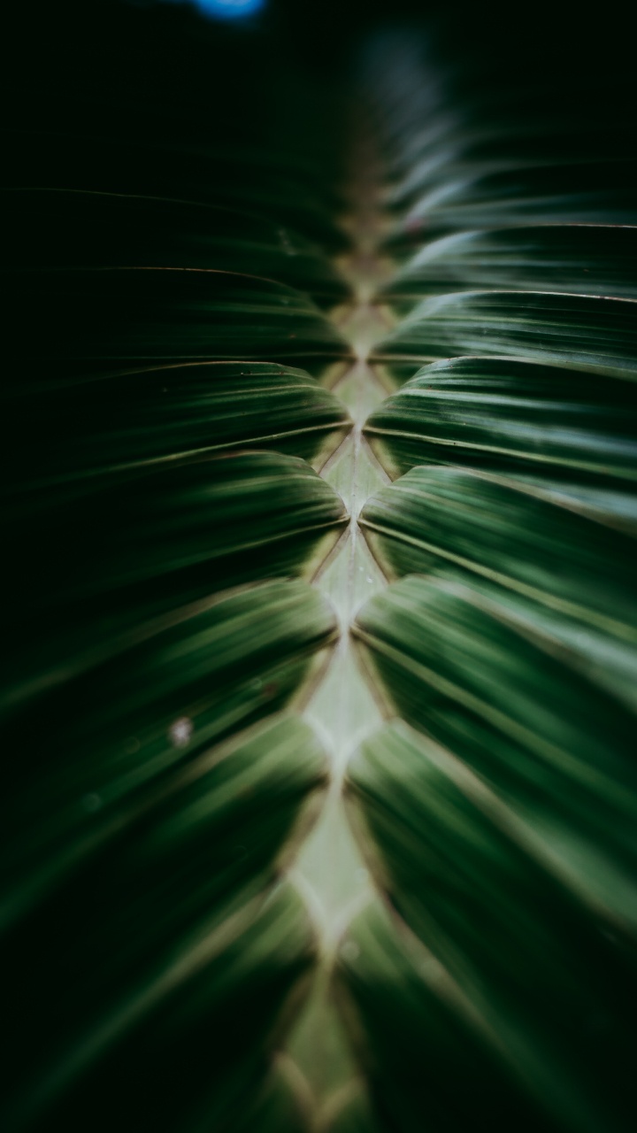 Plante, Fermer, Plante Terrestre, Usine, Conception. Wallpaper in 720x1280 Resolution