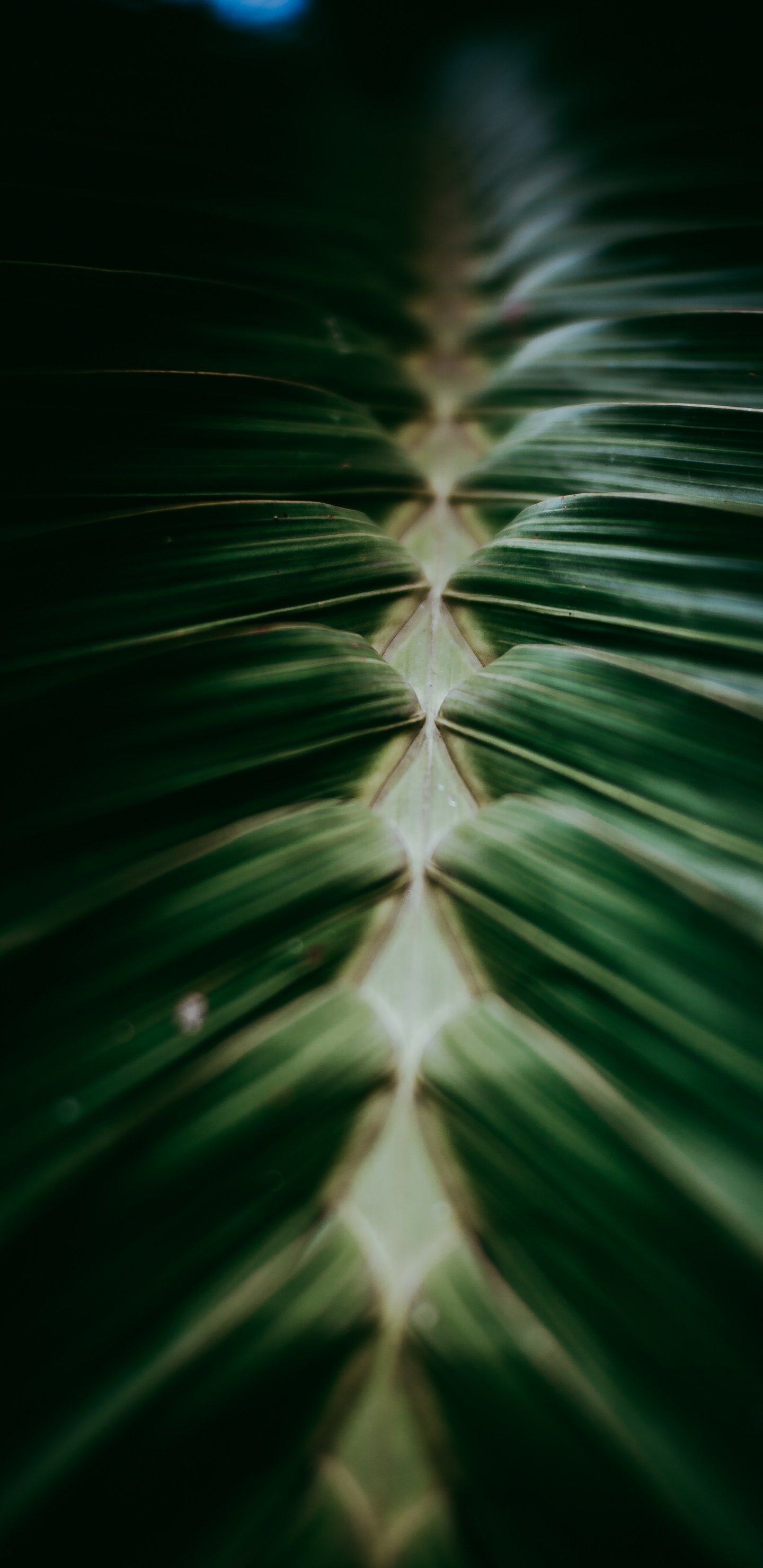 Plants, Close Up, Terrestrial Plant, Factory, Design. Wallpaper in 1440x2960 Resolution