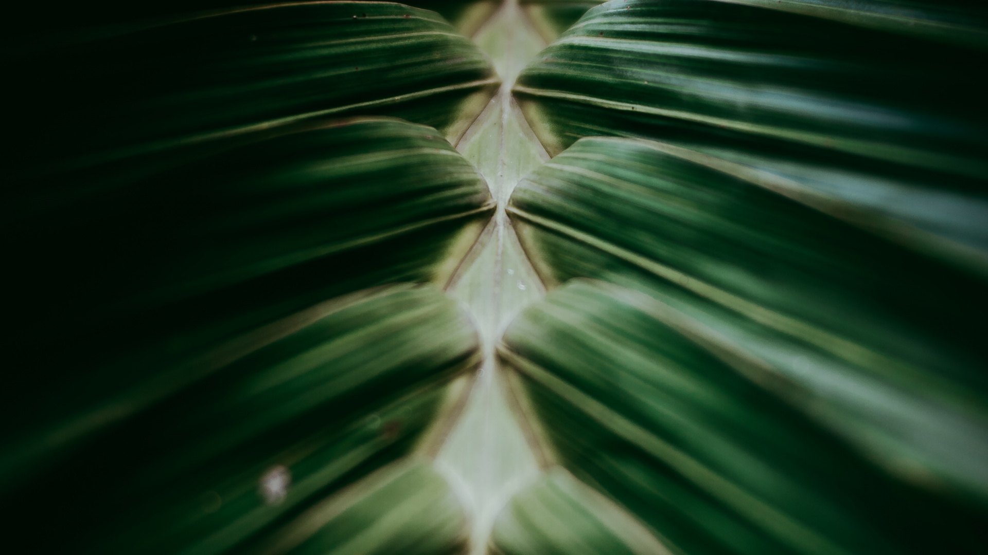 Plants, Close Up, Terrestrial Plant, Factory, Design. Wallpaper in 1920x1080 Resolution