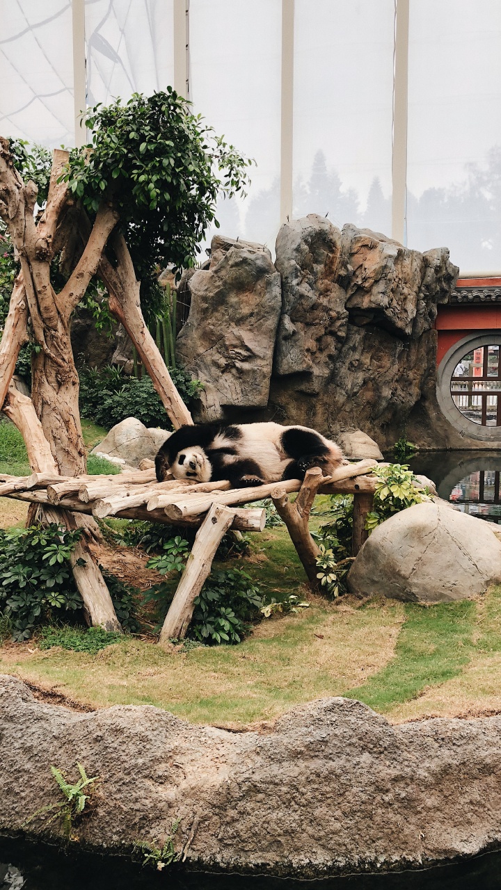 Pandas, Baum, Carnivore, Zoo. Wallpaper in 720x1280 Resolution