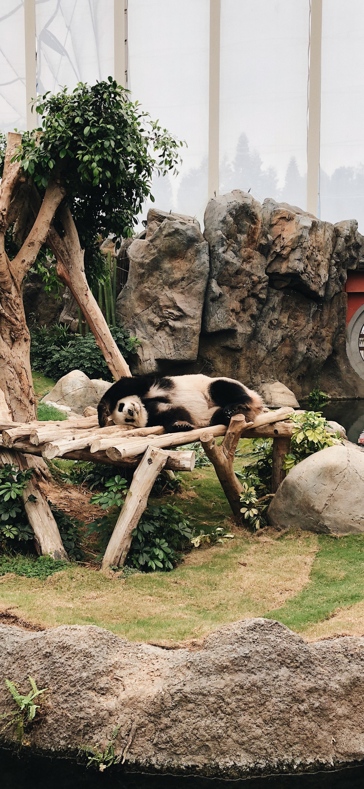 Carnivores, Cadre Photo, Zoo. Wallpaper in 1242x2688 Resolution