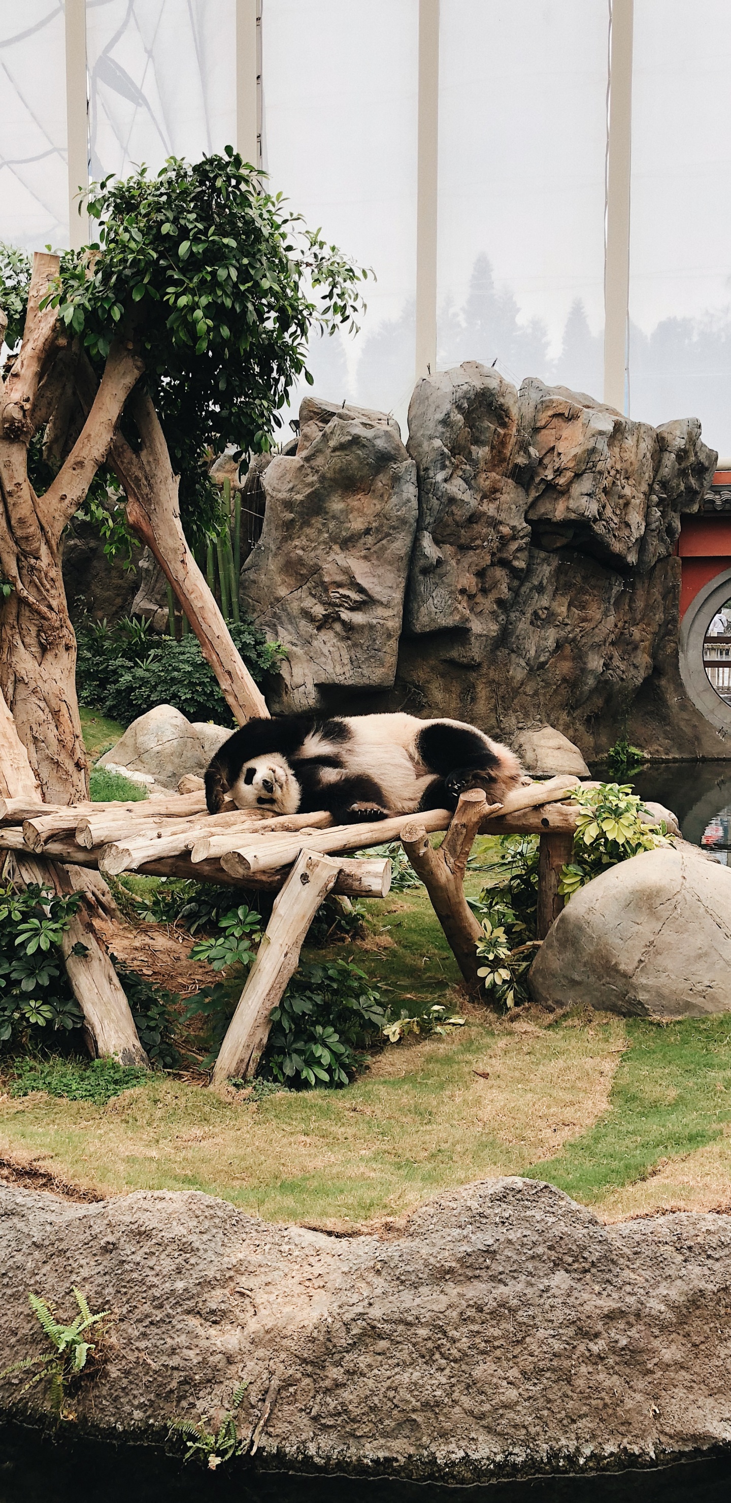 Pandas, Carnívoro, Marco de Imagen, Zoológico. Wallpaper in 1440x2960 Resolution