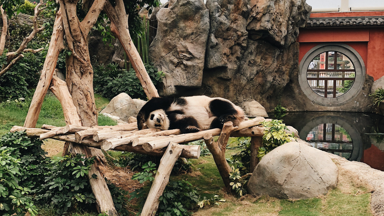 Download 1280x720 Wallpaper Pandas, Tree, Plant, Carnivore, Picture Frame Pandas, Tree, Plant, Carnivore, Picture Frame. Wallpaper in 1280x720 Resolution