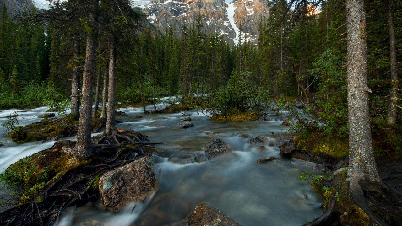 Green Pine Trees Near Rocky River During Daytime. Wallpaper in 1280x720 Resolution