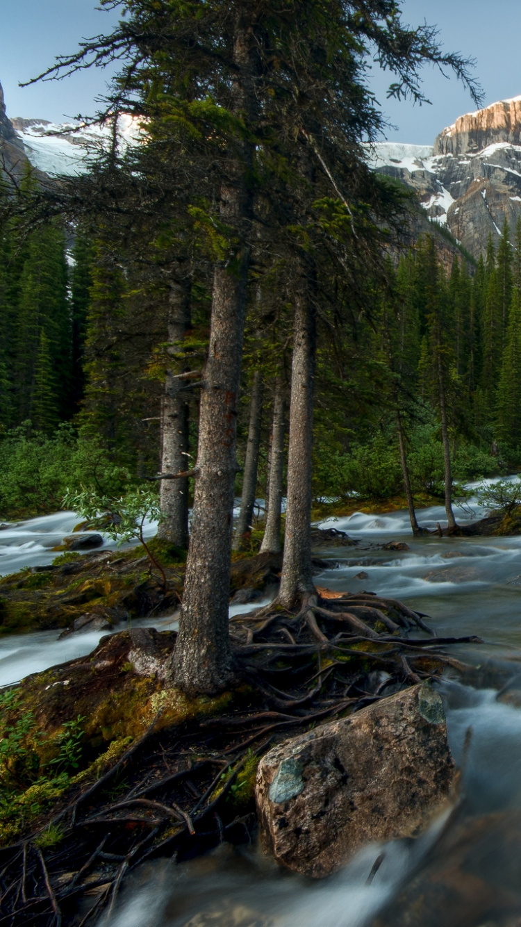 Green Pine Trees Near Rocky River During Daytime. Wallpaper in 750x1334 Resolution