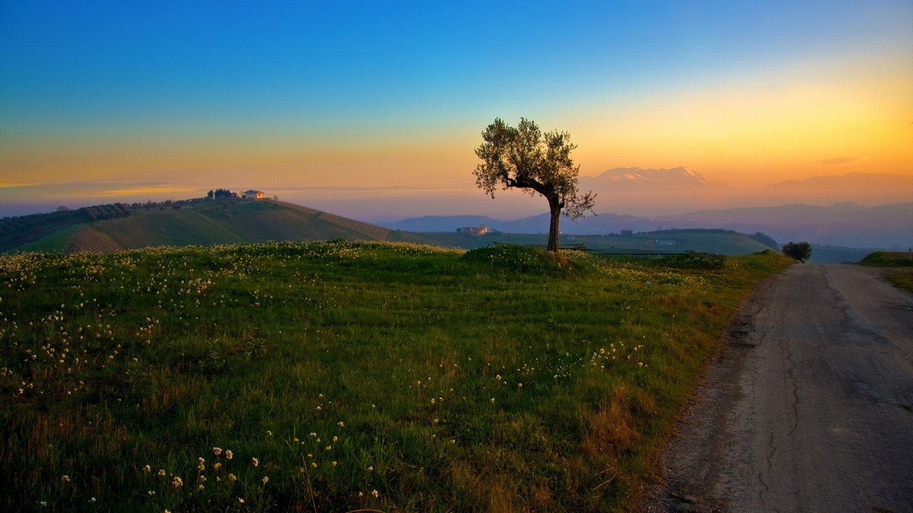 Green Tree on Green Grass Field During Daytime. Wallpaper in 1280x720 Resolution