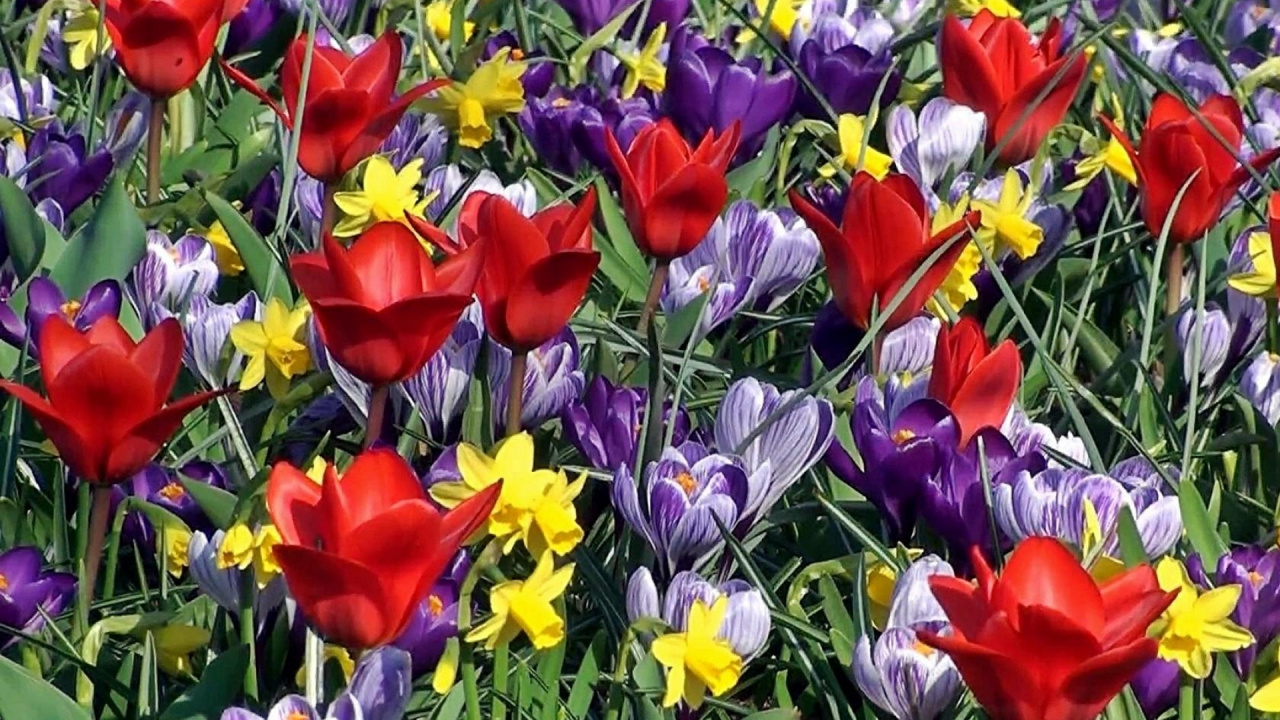 Fleurs Rouges et Violettes Pendant la Journée. Wallpaper in 1280x720 Resolution