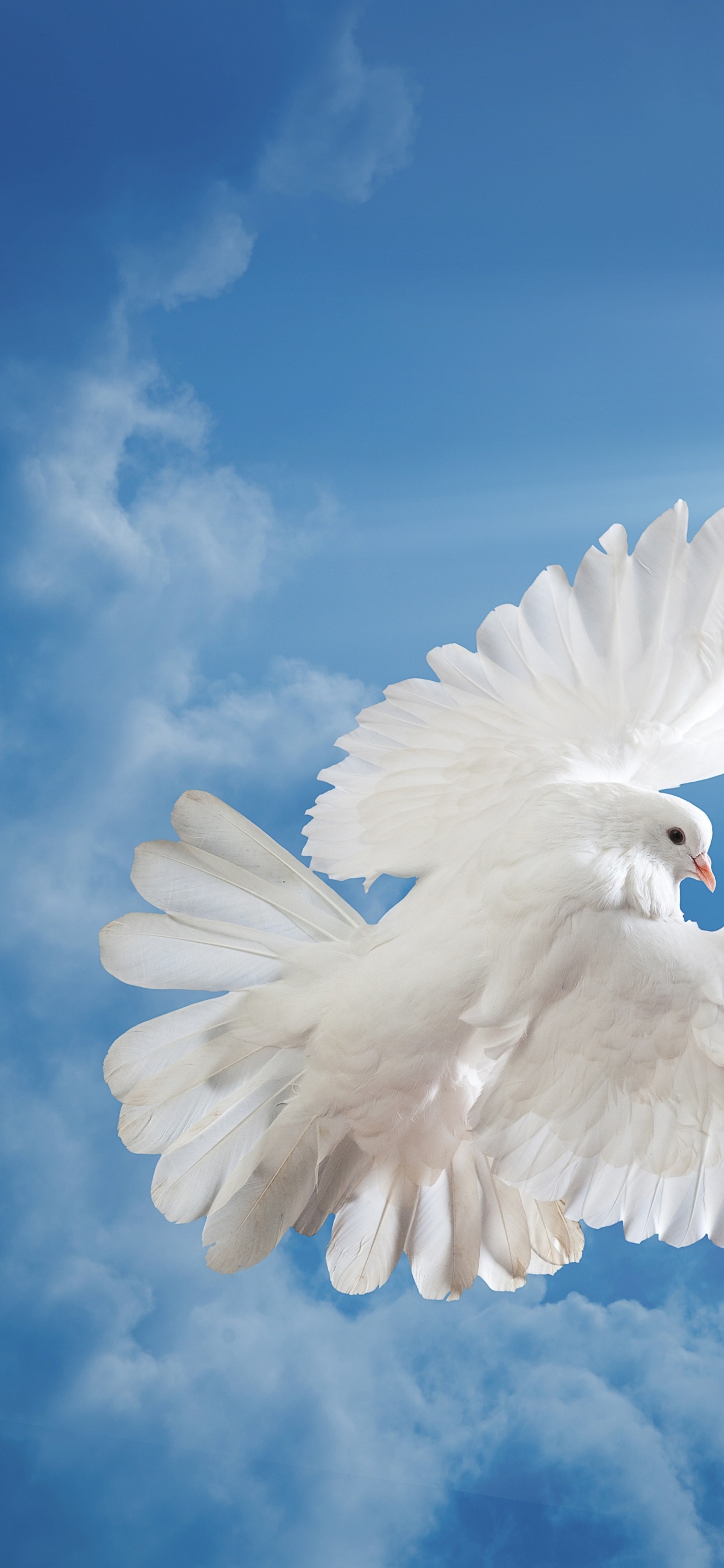 White Bird Flying Under Blue Sky. Wallpaper in 1242x2688 Resolution