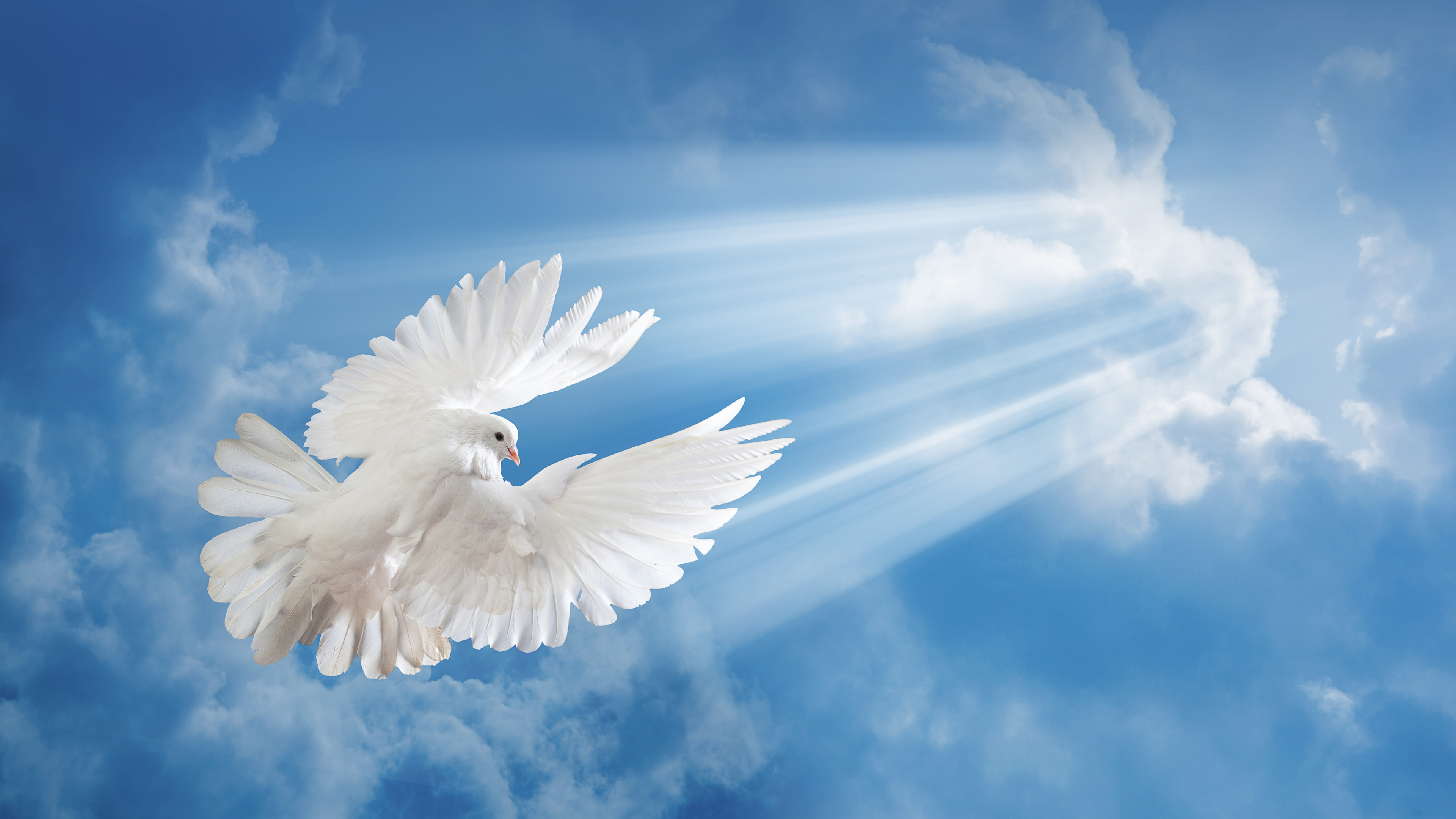 Oiseau Blanc Volant Sous le Ciel Bleu. Wallpaper in 3840x2160 Resolution
