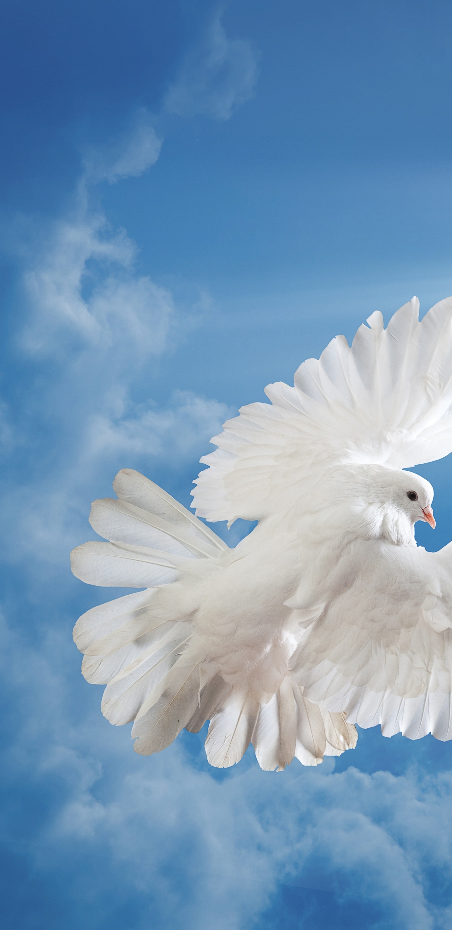 Weißer Vogel Fliegt Unter Blauem Himmel. Wallpaper in 1440x2960 Resolution