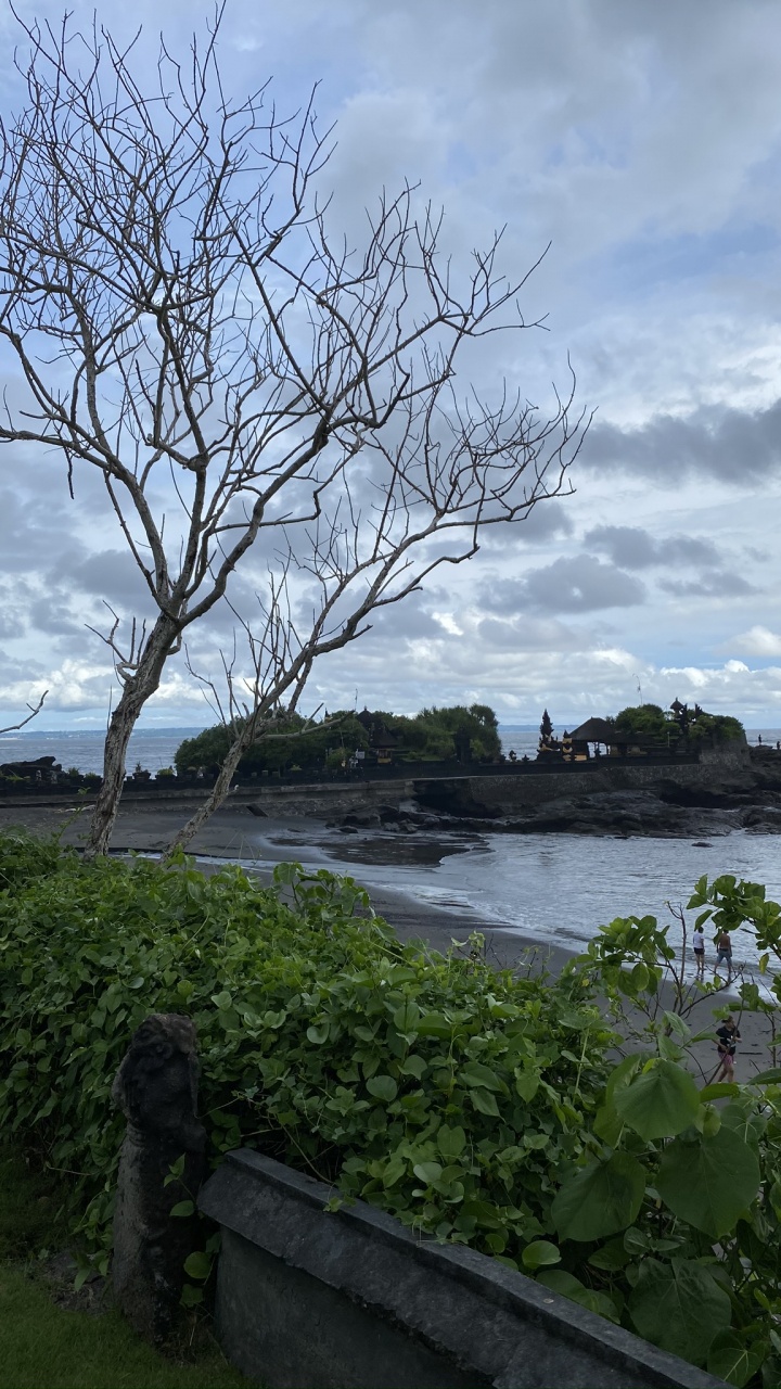 Indonesien, Bali, Blatt, Wissenschaft, Branch. Wallpaper in 720x1280 Resolution