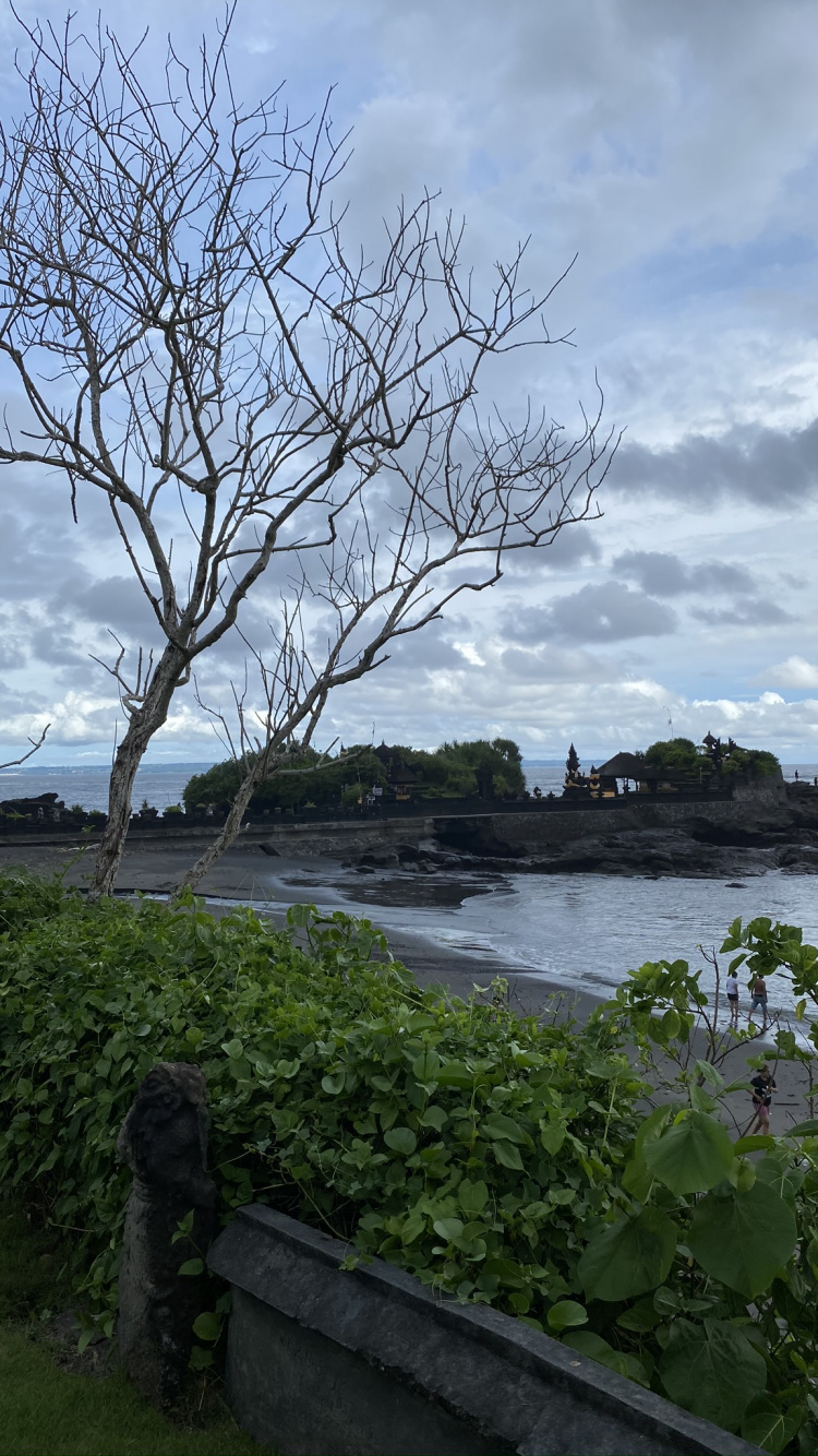 Indonesien, Bali, Blatt, Wissenschaft, Branch. Wallpaper in 750x1334 Resolution