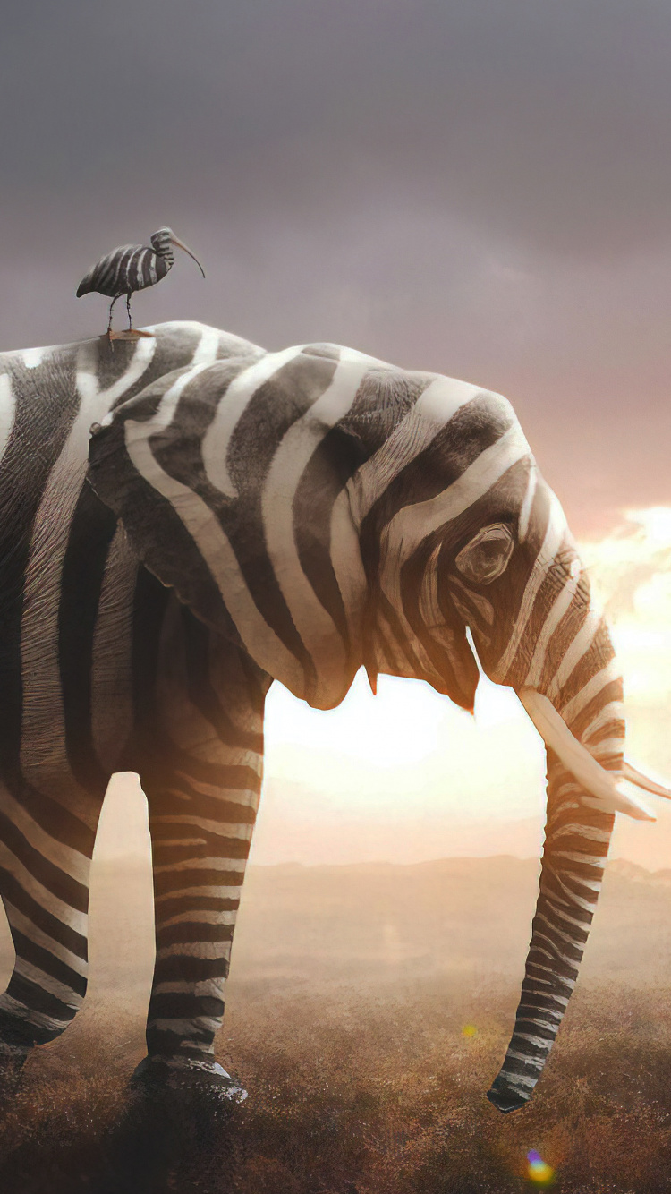 Zebra Debout Sur Terrain en Herbe Pendant le Coucher du Soleil. Wallpaper in 750x1334 Resolution