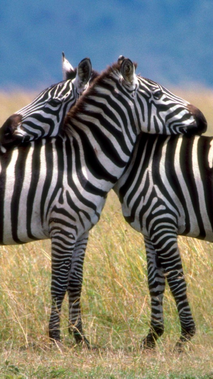 Zebra Auf Braunem Grasfeld Tagsüber. Wallpaper in 720x1280 Resolution