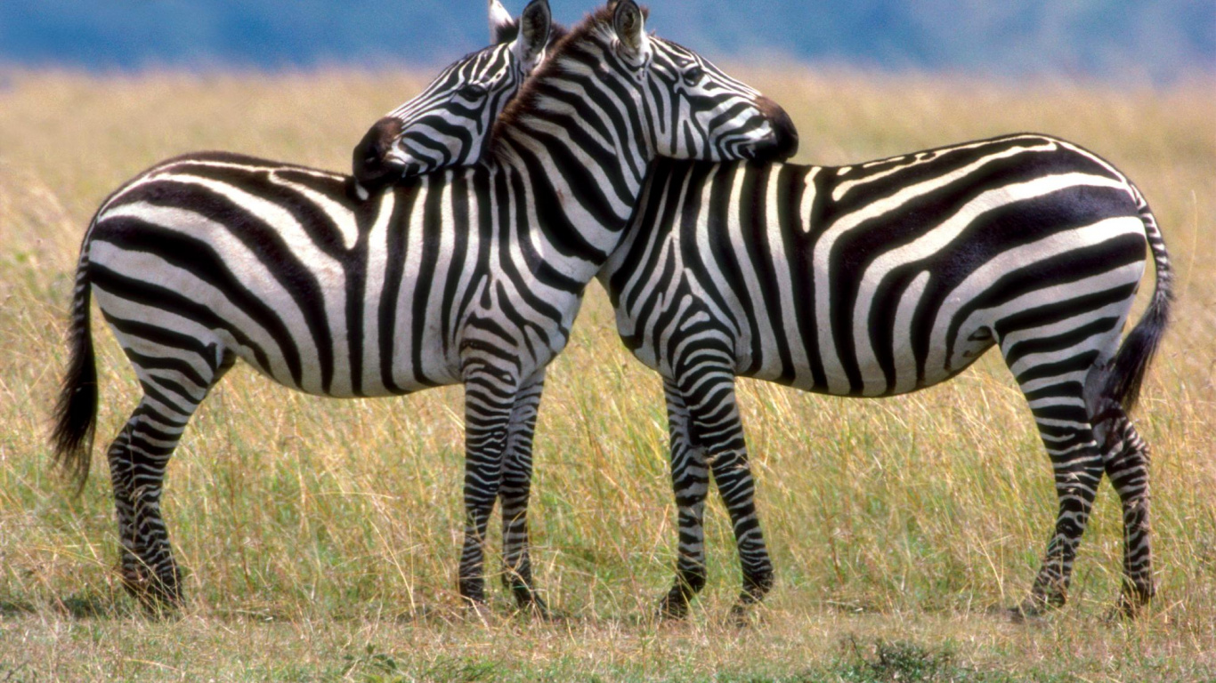 Zebra on Brown Grass Field During Daytime. Wallpaper in 1366x768 Resolution