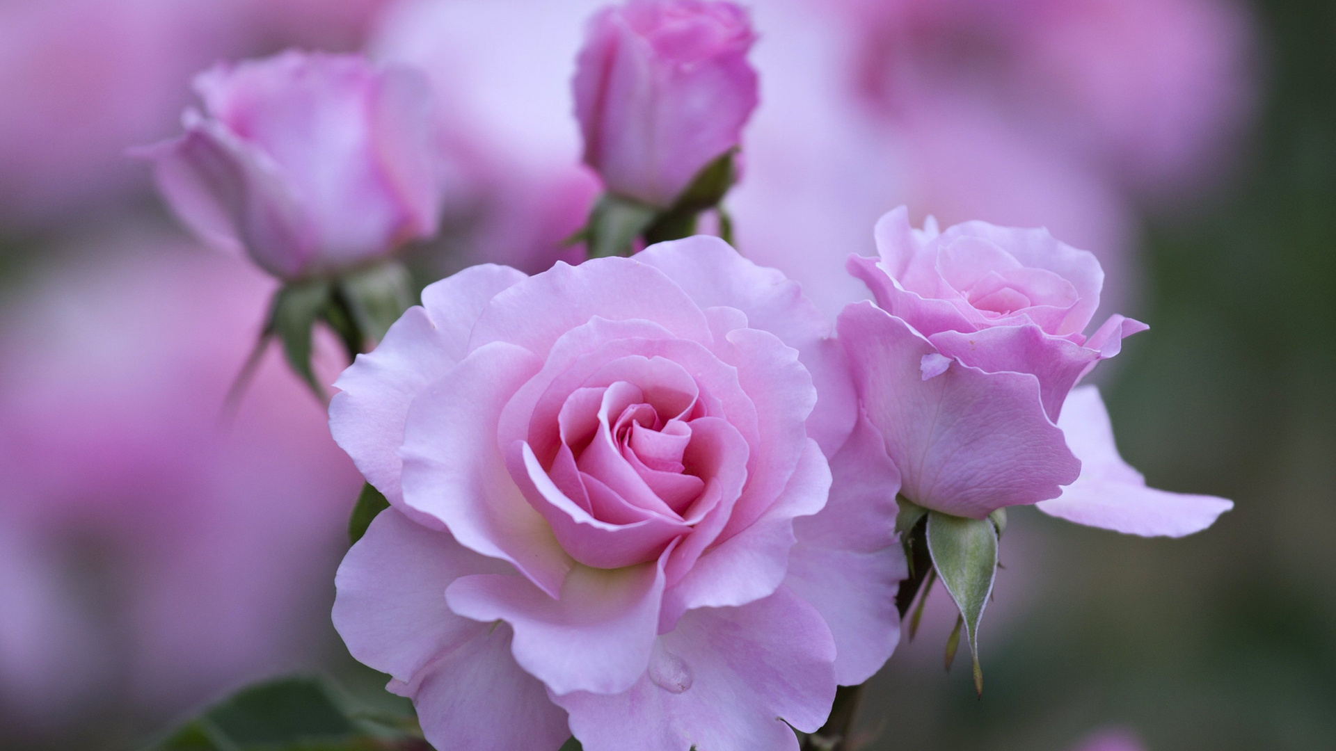 Pink Rose in Bloom During Daytime. Wallpaper in 1920x1080 Resolution