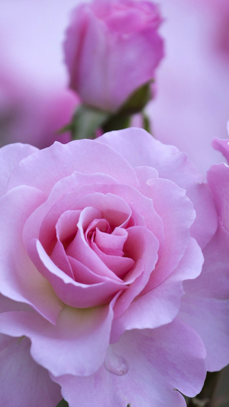 Rose Rose en Fleurs Pendant la Journée. Wallpaper in 750x1334 Resolution