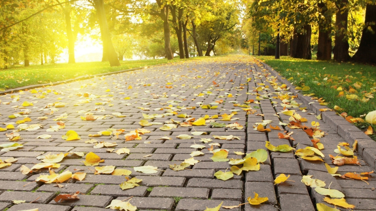 Yellow Leaves on Gray Concrete Pathway During Daytime. Wallpaper in 1280x720 Resolution