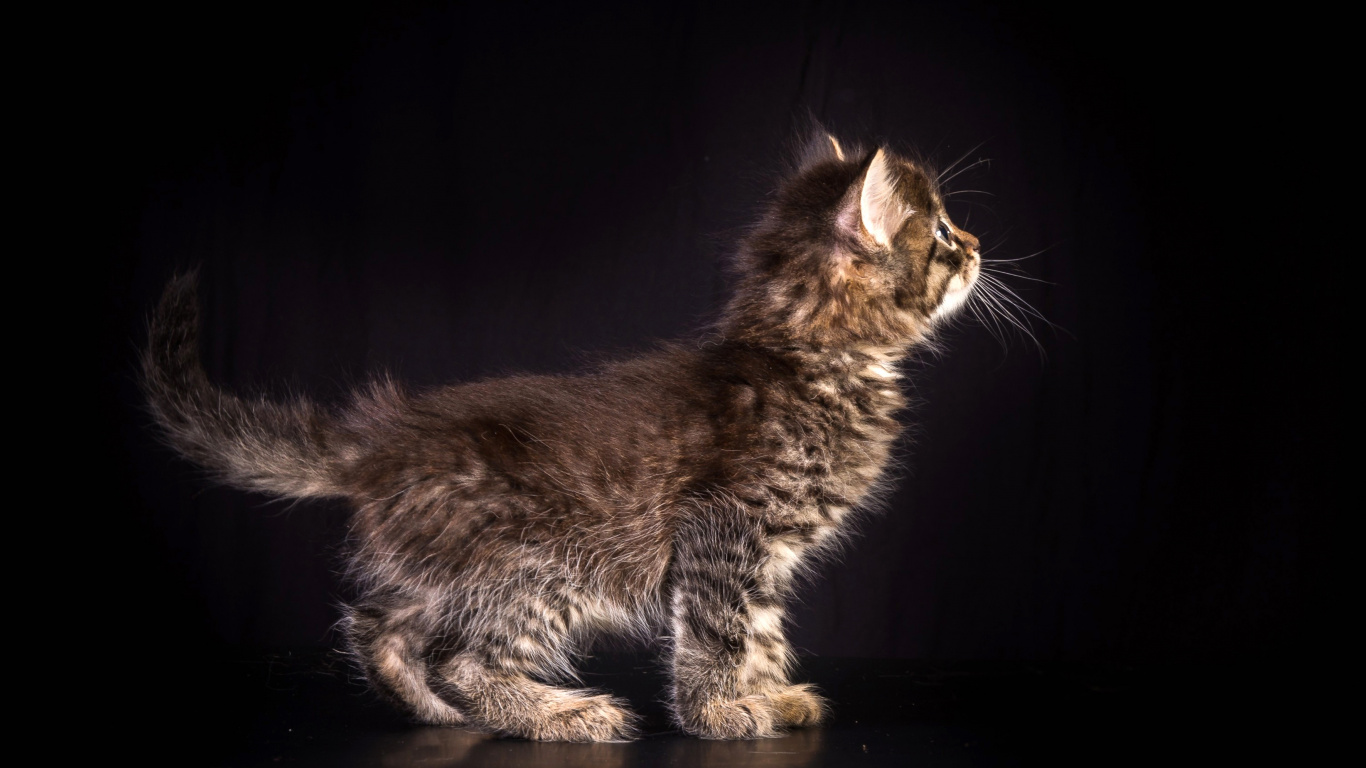 Brown Tabby Cat on Black Surface. Wallpaper in 1366x768 Resolution