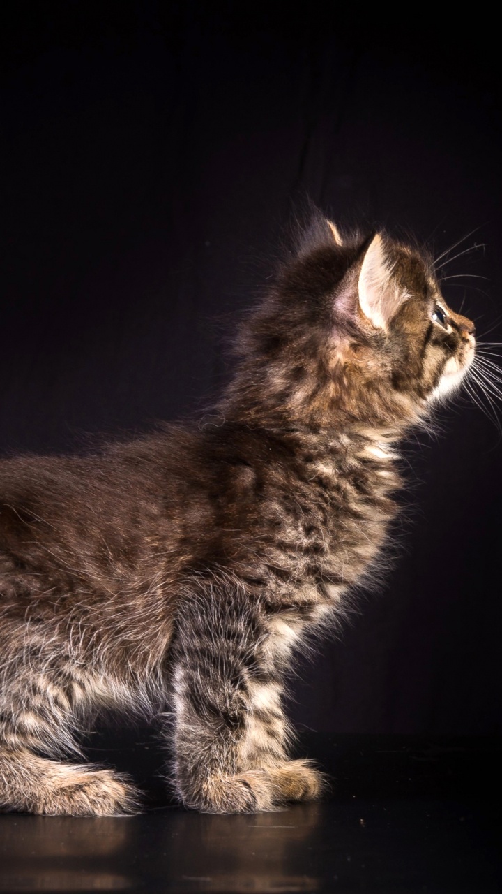 Brown Tabby Cat on Black Surface. Wallpaper in 720x1280 Resolution