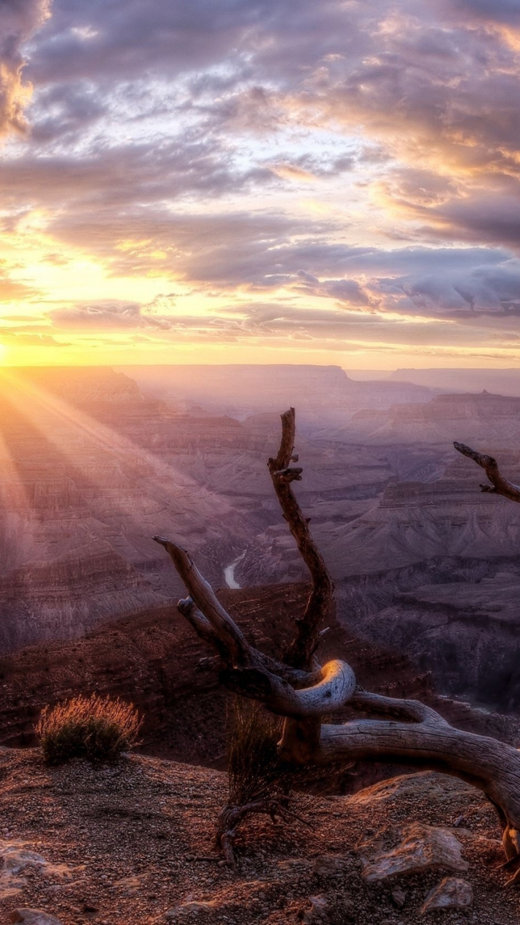 Árbol Sin Hojas en el Campo de Hierba Marrón Durante la Puesta de Sol. Wallpaper in 750x1334 Resolution